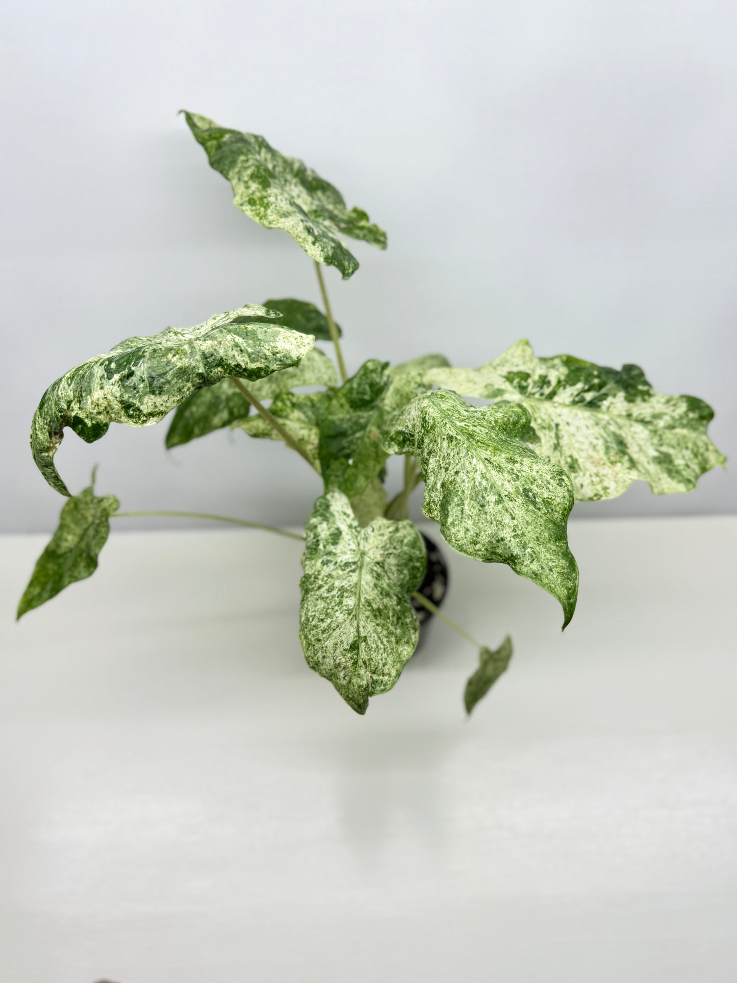 Alocasia odora Batik Variegata - Large Y25