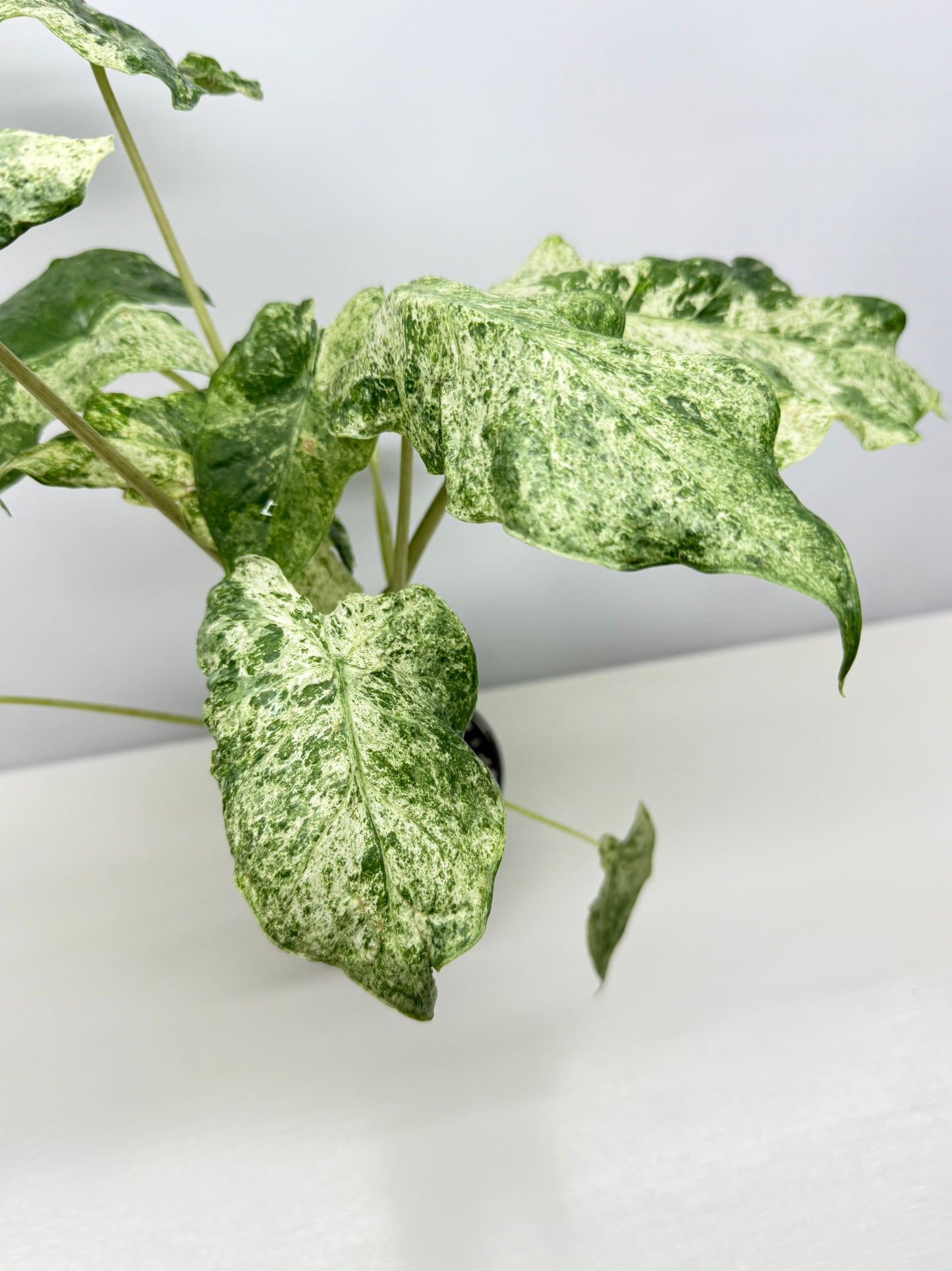 Alocasia odora Batik Variegata - Large Y25