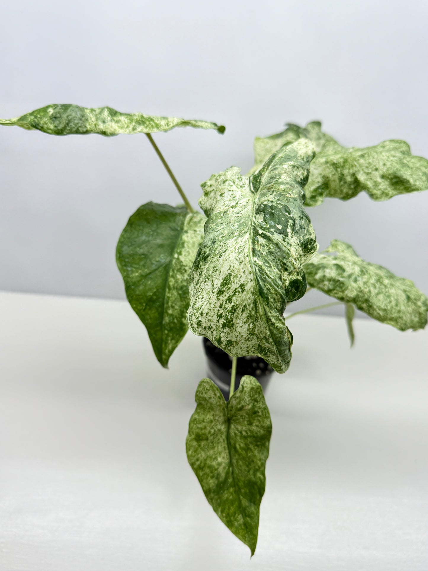 Alocasia odora Batik Variegata - Large Y25