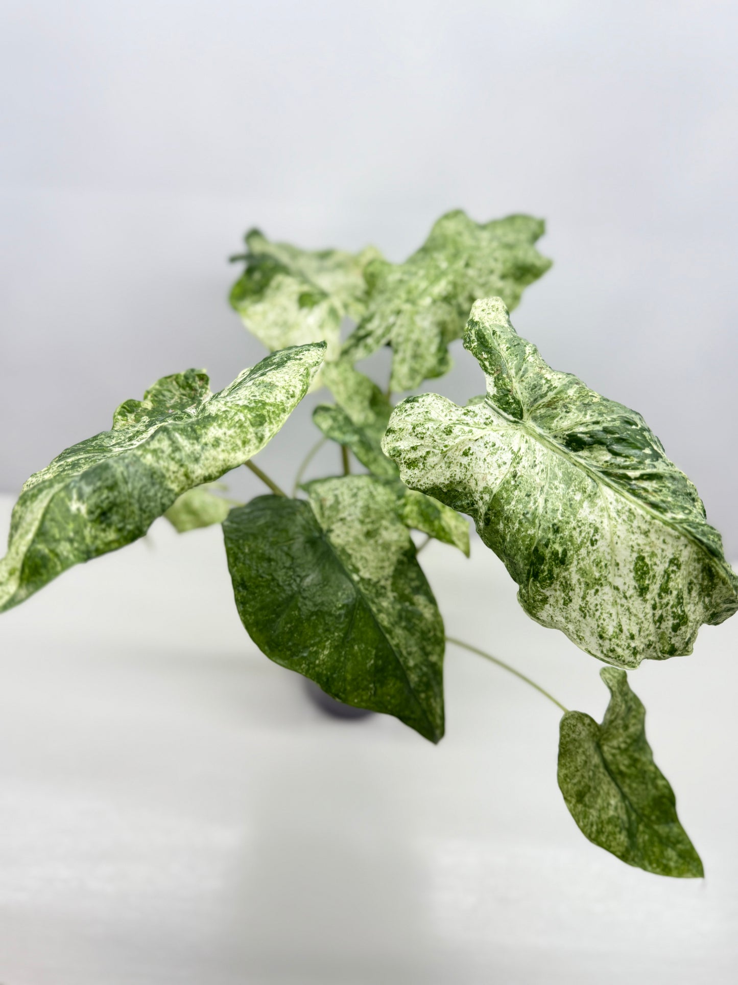 Alocasia odora Batik Variegata - Large Y25