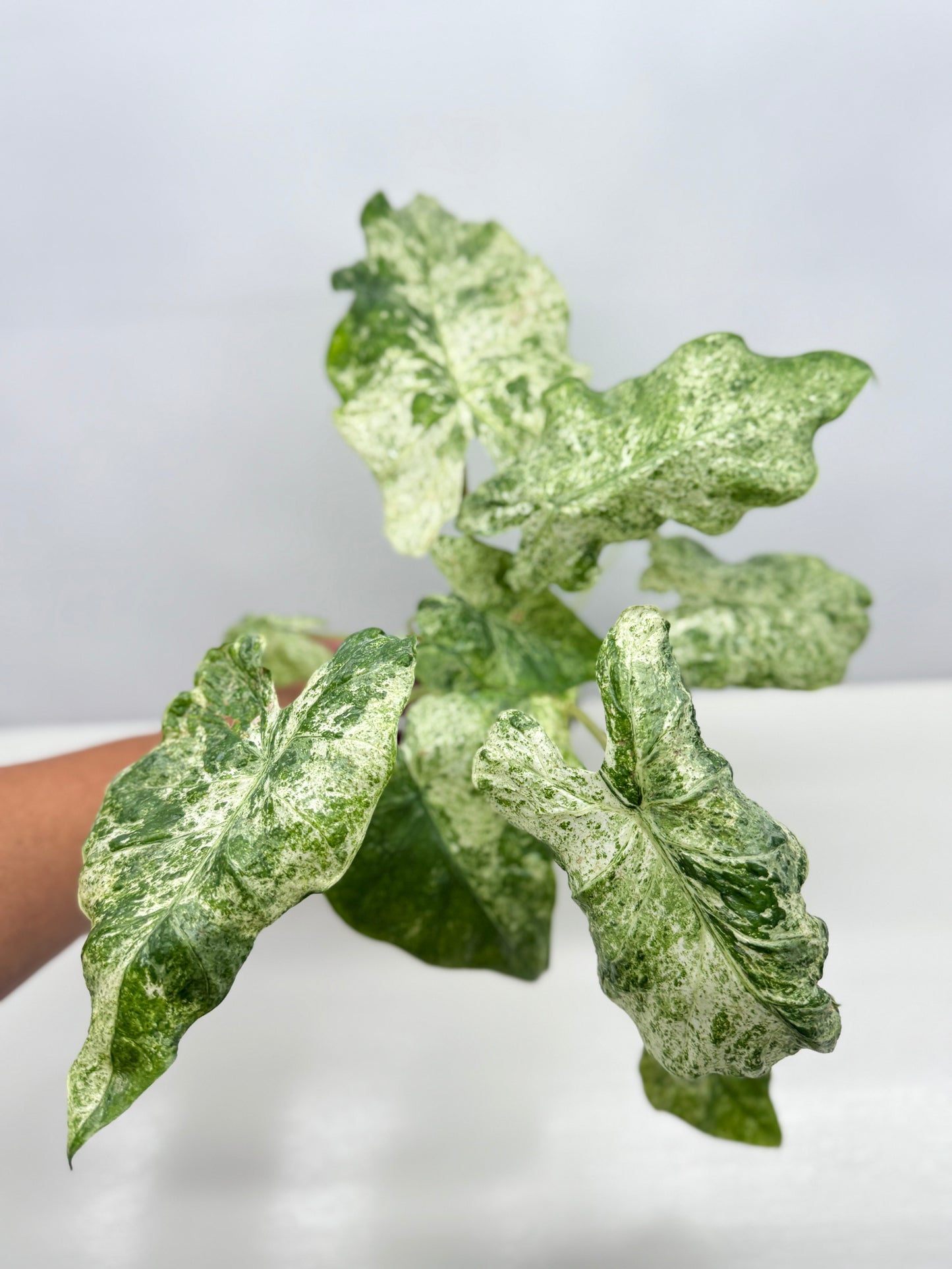 Alocasia odora Batik Variegata - Large Y25