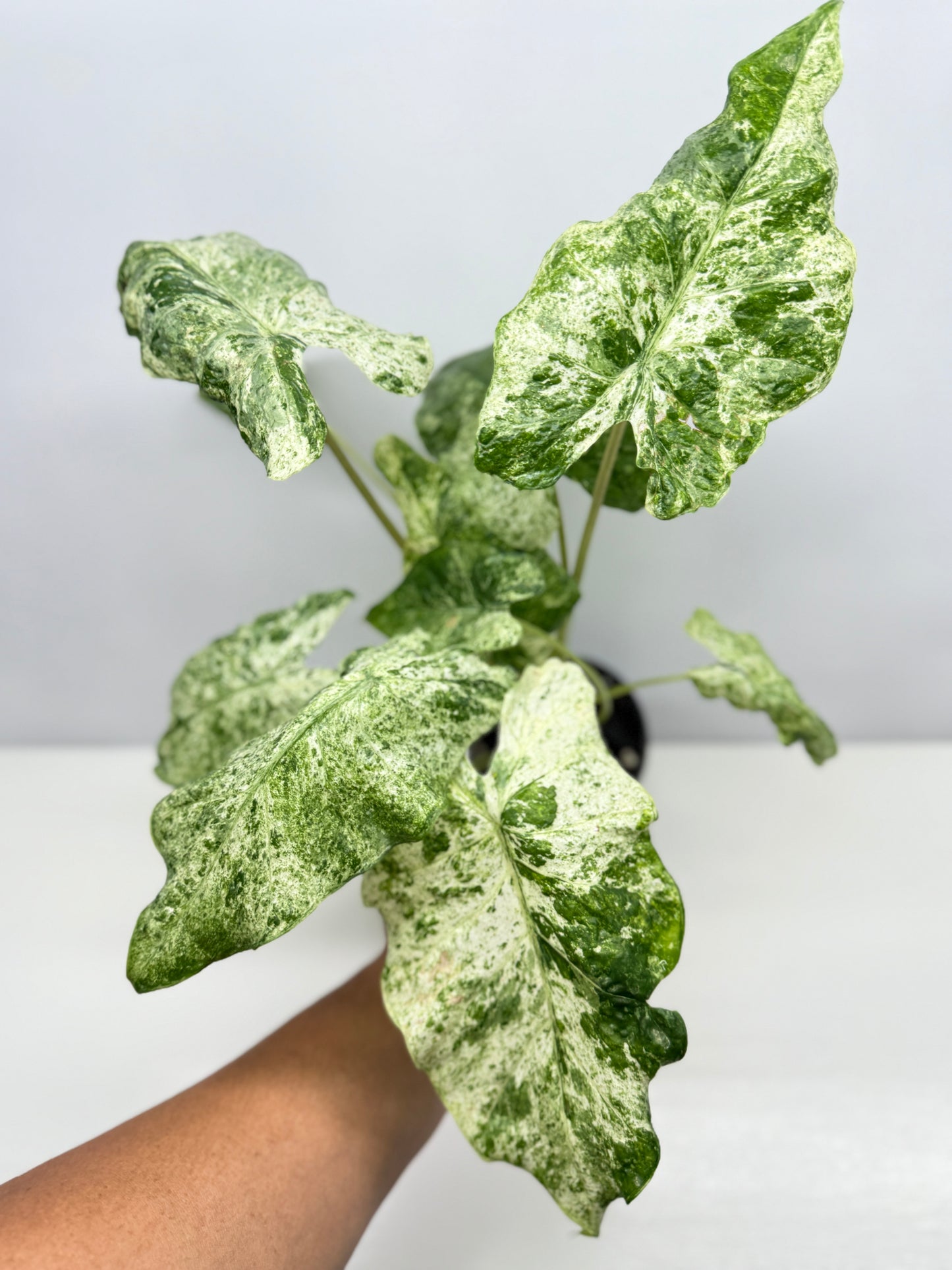 Alocasia odora Batik Variegata - Large Y25
