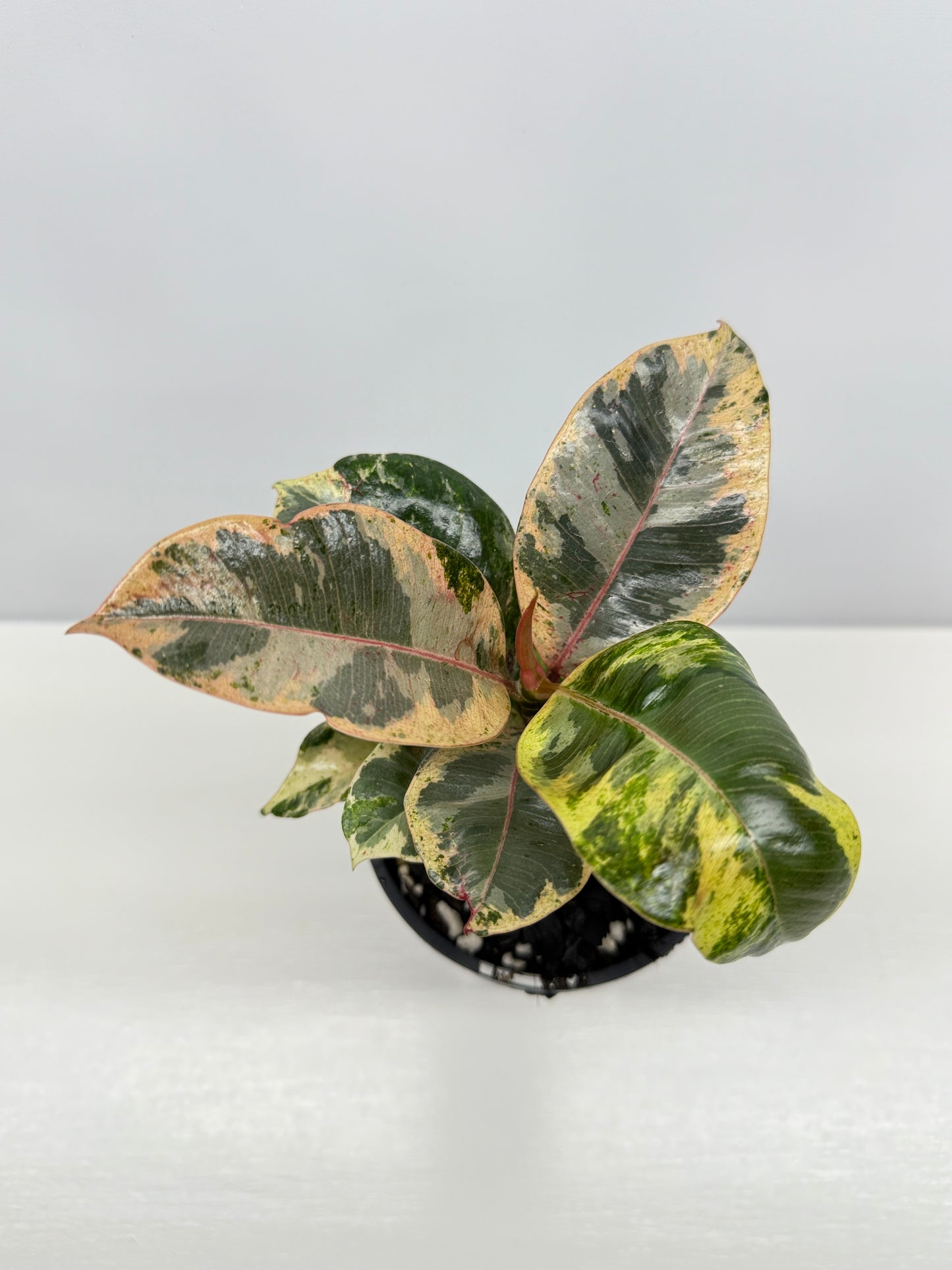 Ficus Shivereana Y22