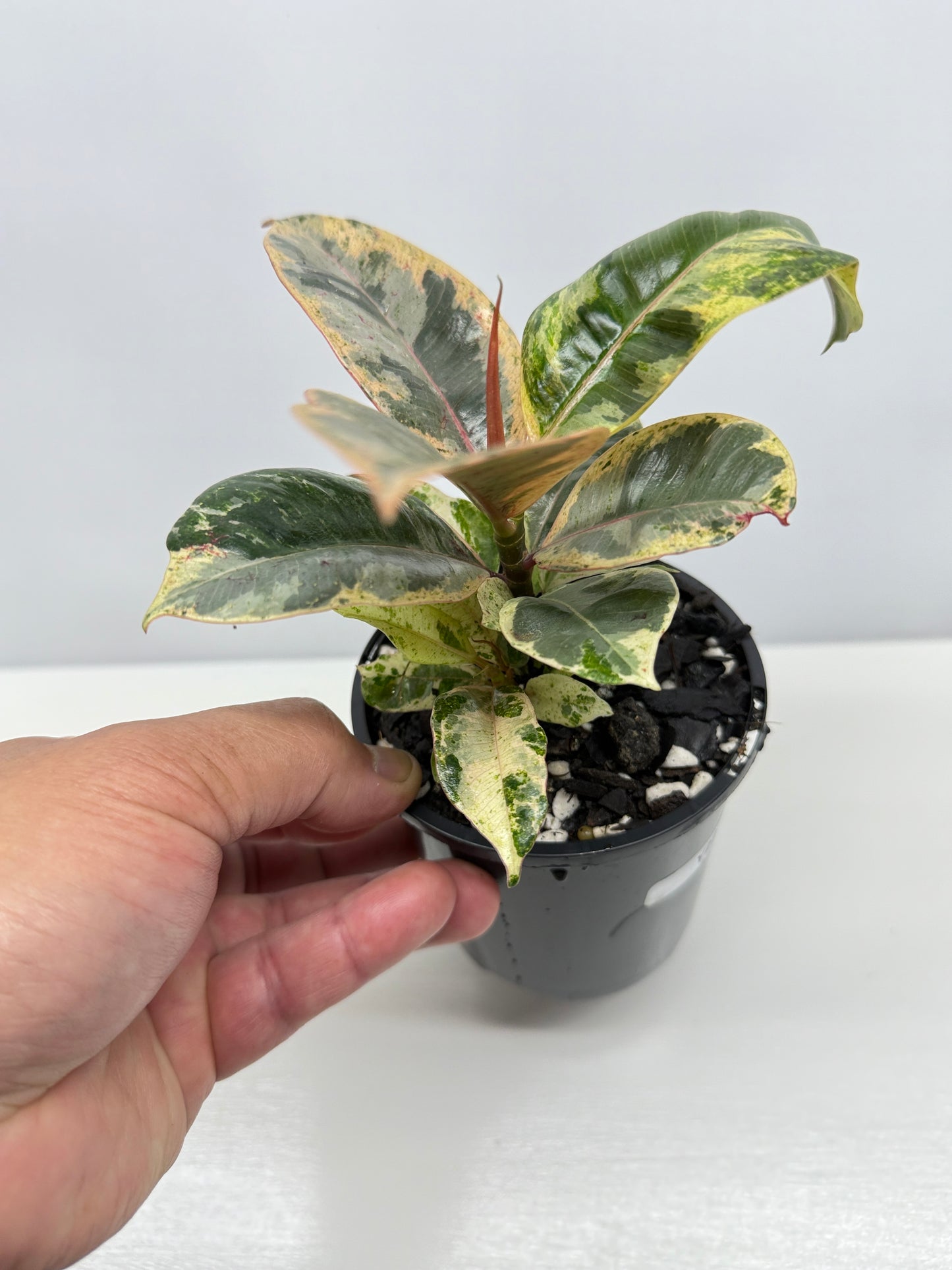 Ficus Shivereana Y22
