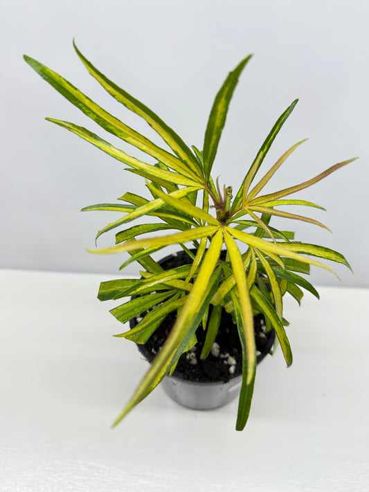 Osmoxylon lineare Gold aka Golden Feather Leaf Y29