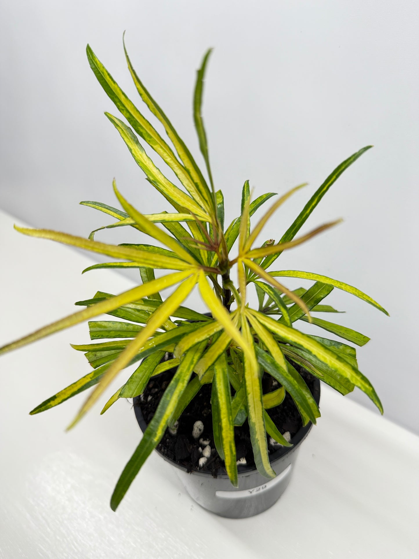 Osmoxylon lineare Gold aka Golden Feather Leaf Y29
