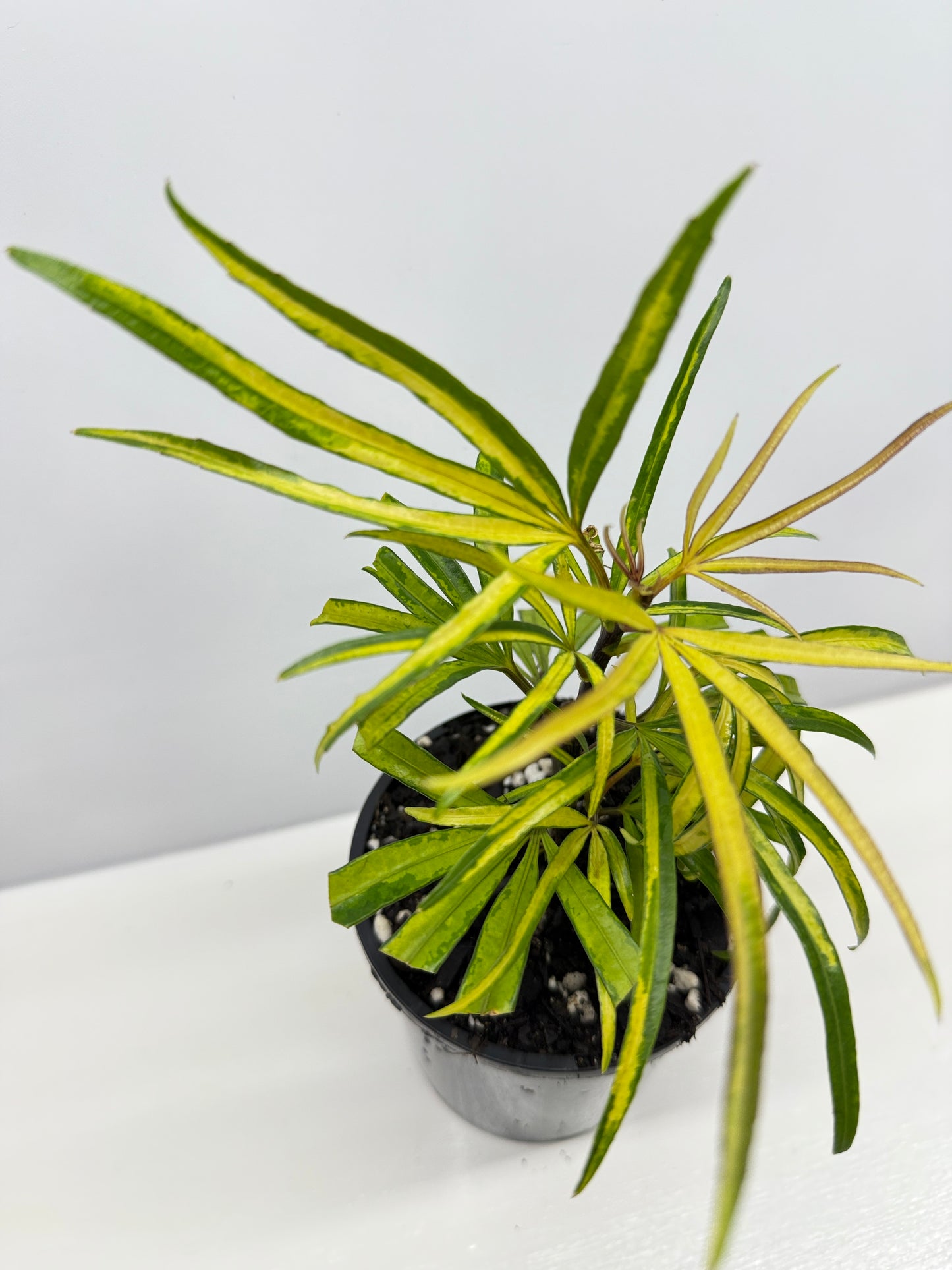 Osmoxylon lineare Gold aka Golden Feather Leaf Y29