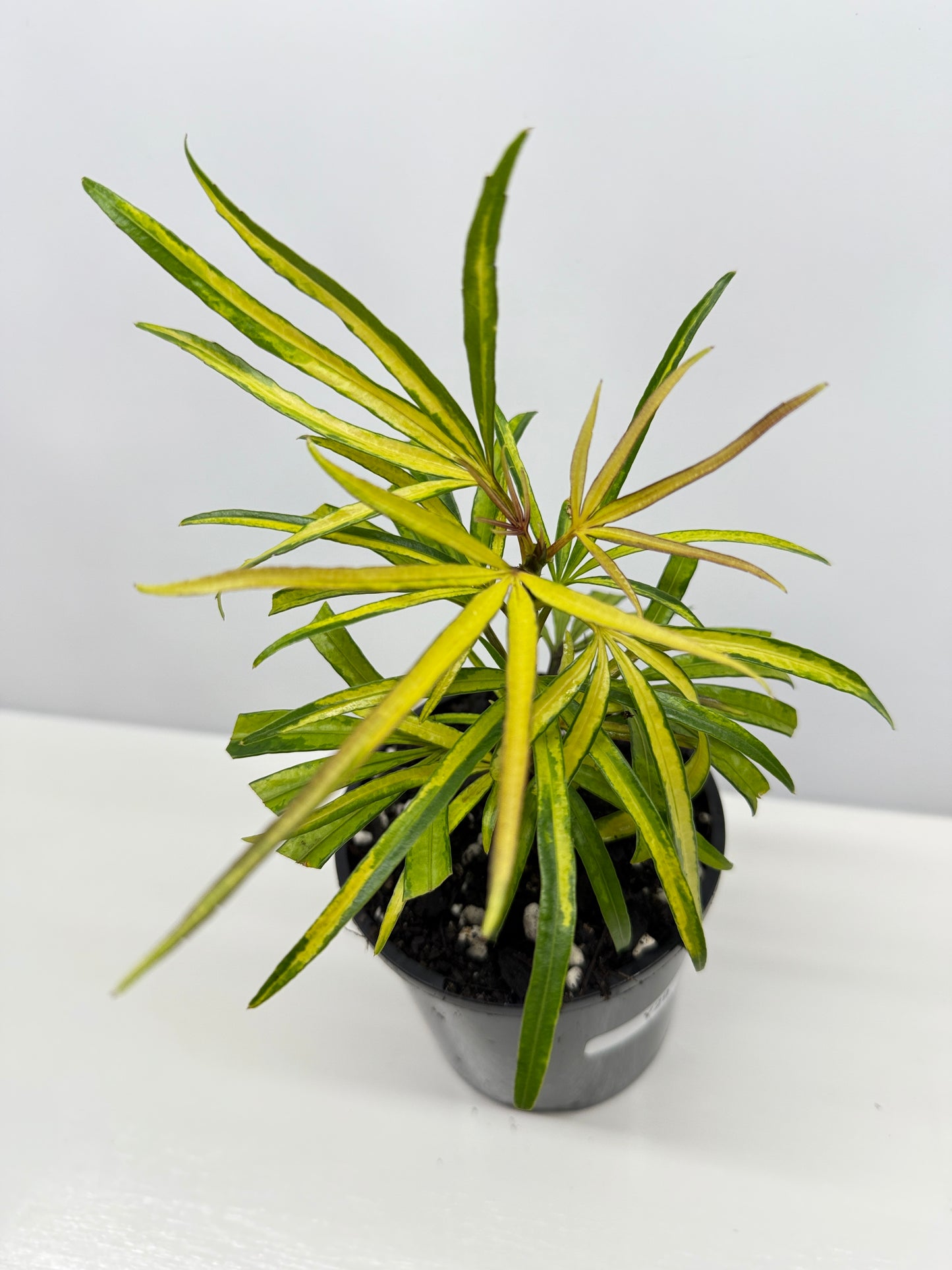 Osmoxylon lineare Gold aka Golden Feather Leaf Y29
