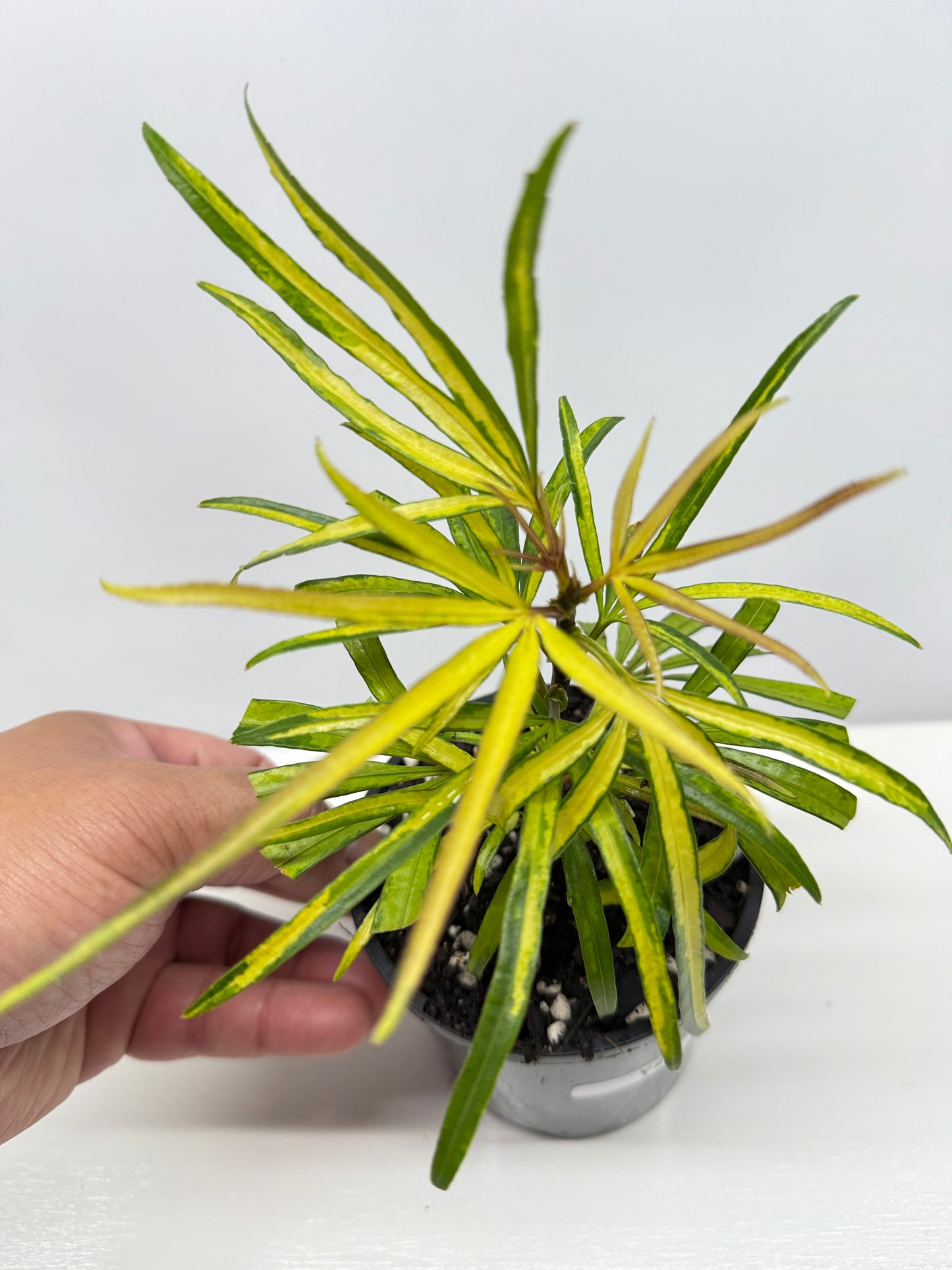 Osmoxylon lineare Gold aka Golden Feather Leaf Y29