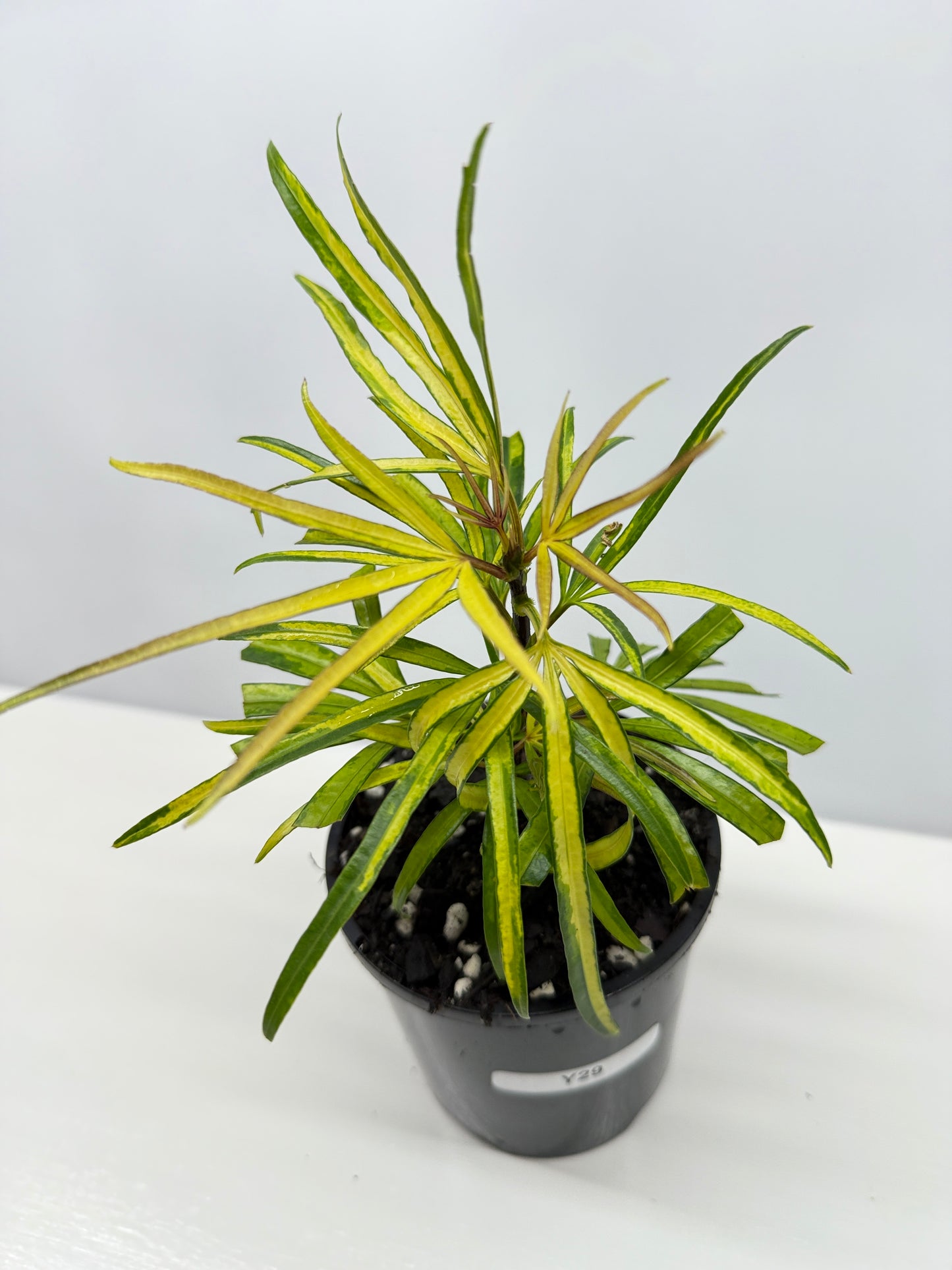 Osmoxylon lineare Gold aka Golden Feather Leaf Y29