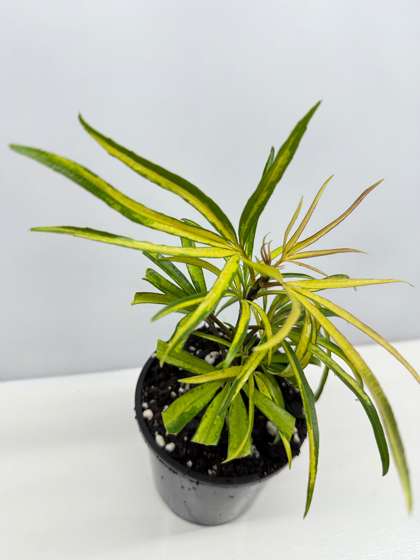 Osmoxylon lineare Gold aka Golden Feather Leaf Y29
