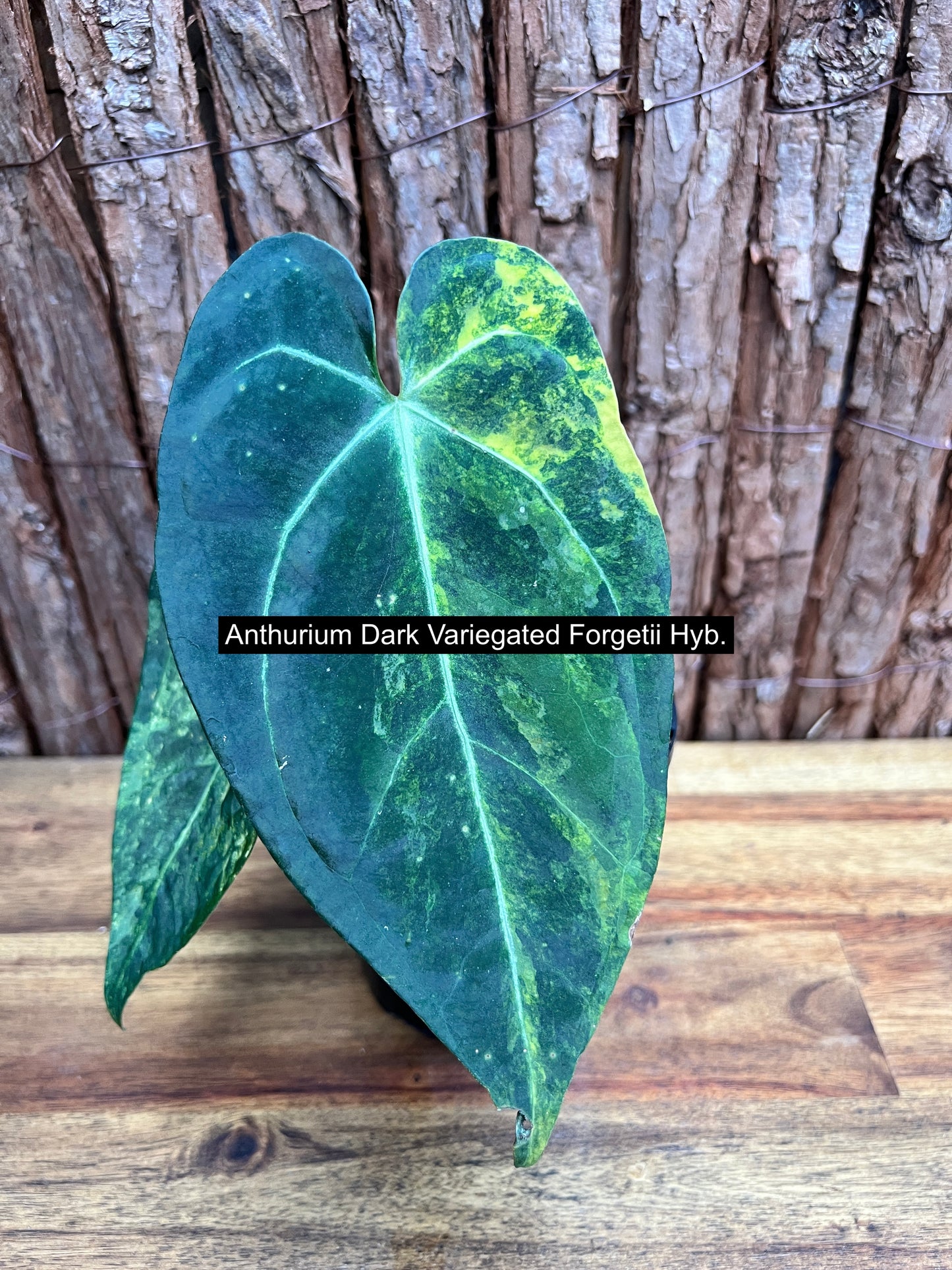 Anthurium Dark Variegated Forgetii Hyb. C76