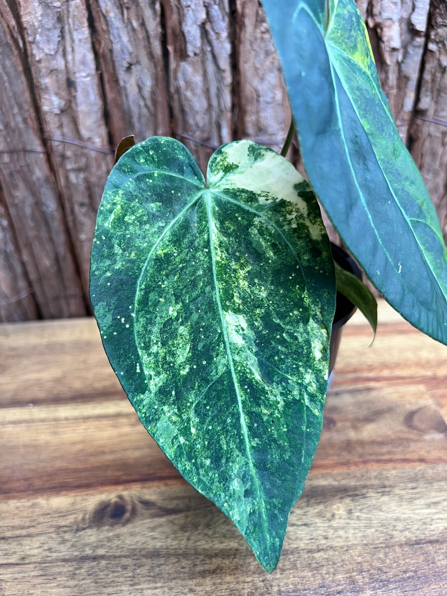 Anthurium Dark Variegated Forgetii Hyb. C76