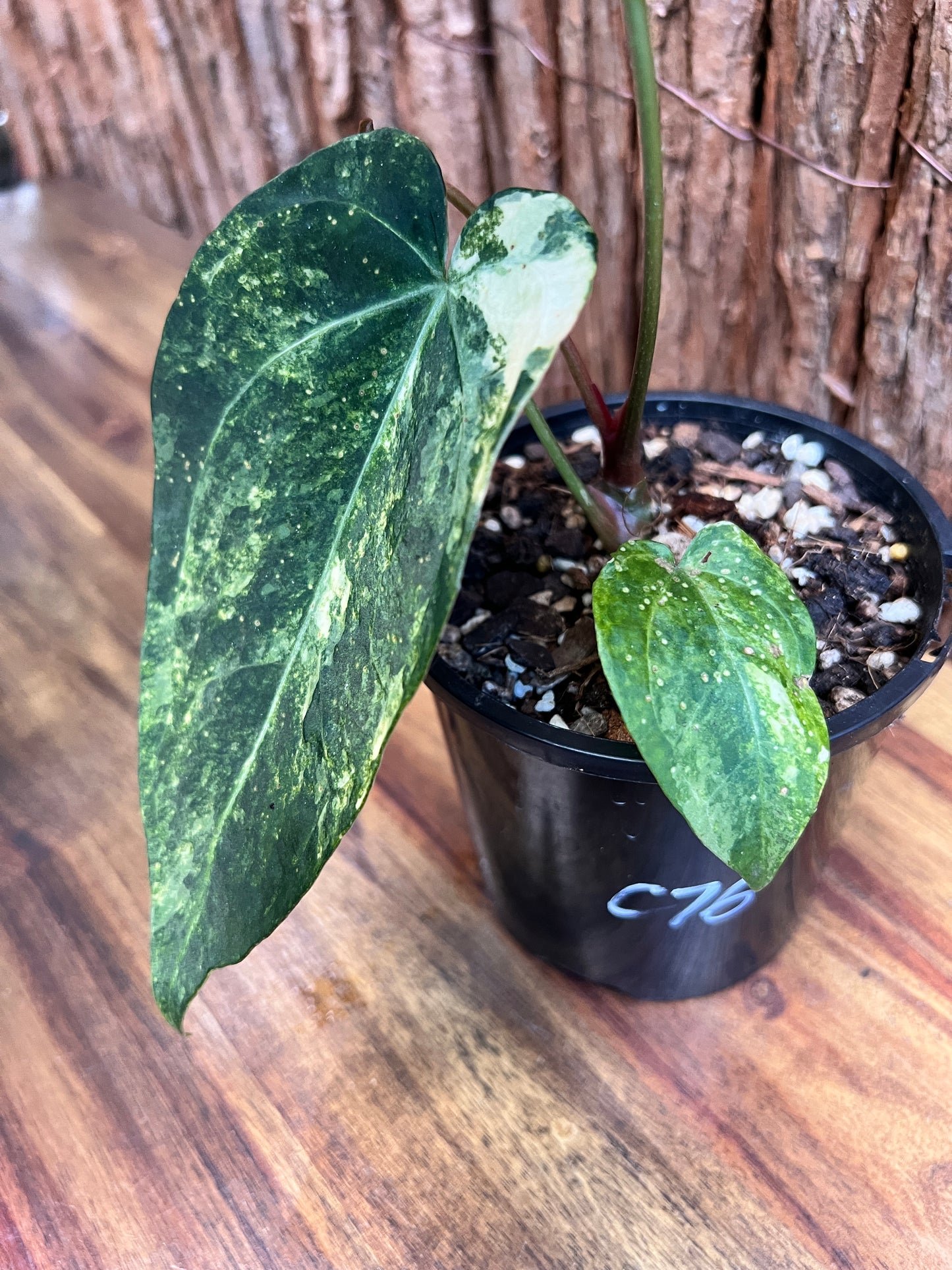 Anthurium Dark Variegated Forgetii Hyb. C76