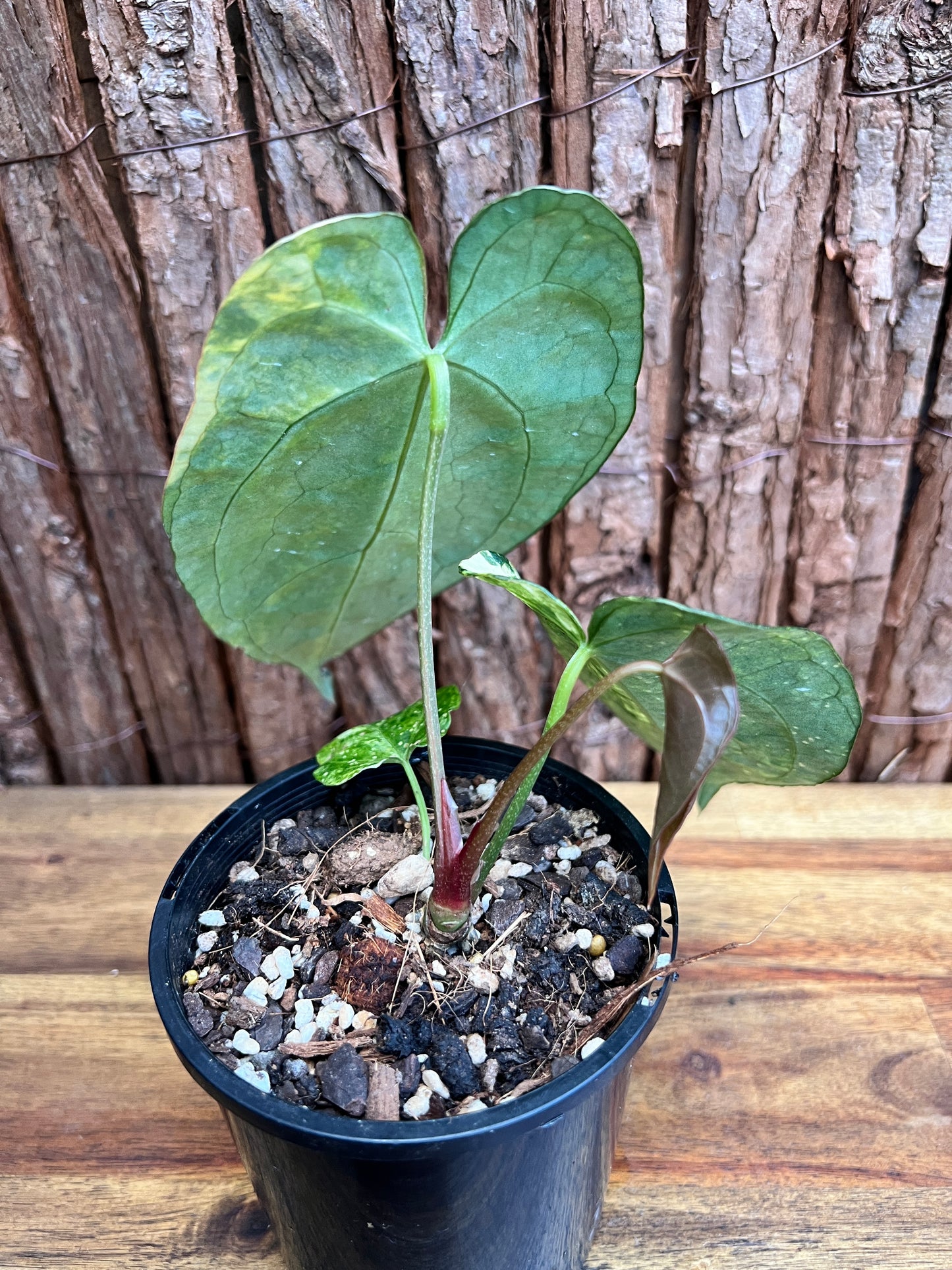 Anthurium Dark Variegated Forgetii Hyb. C76