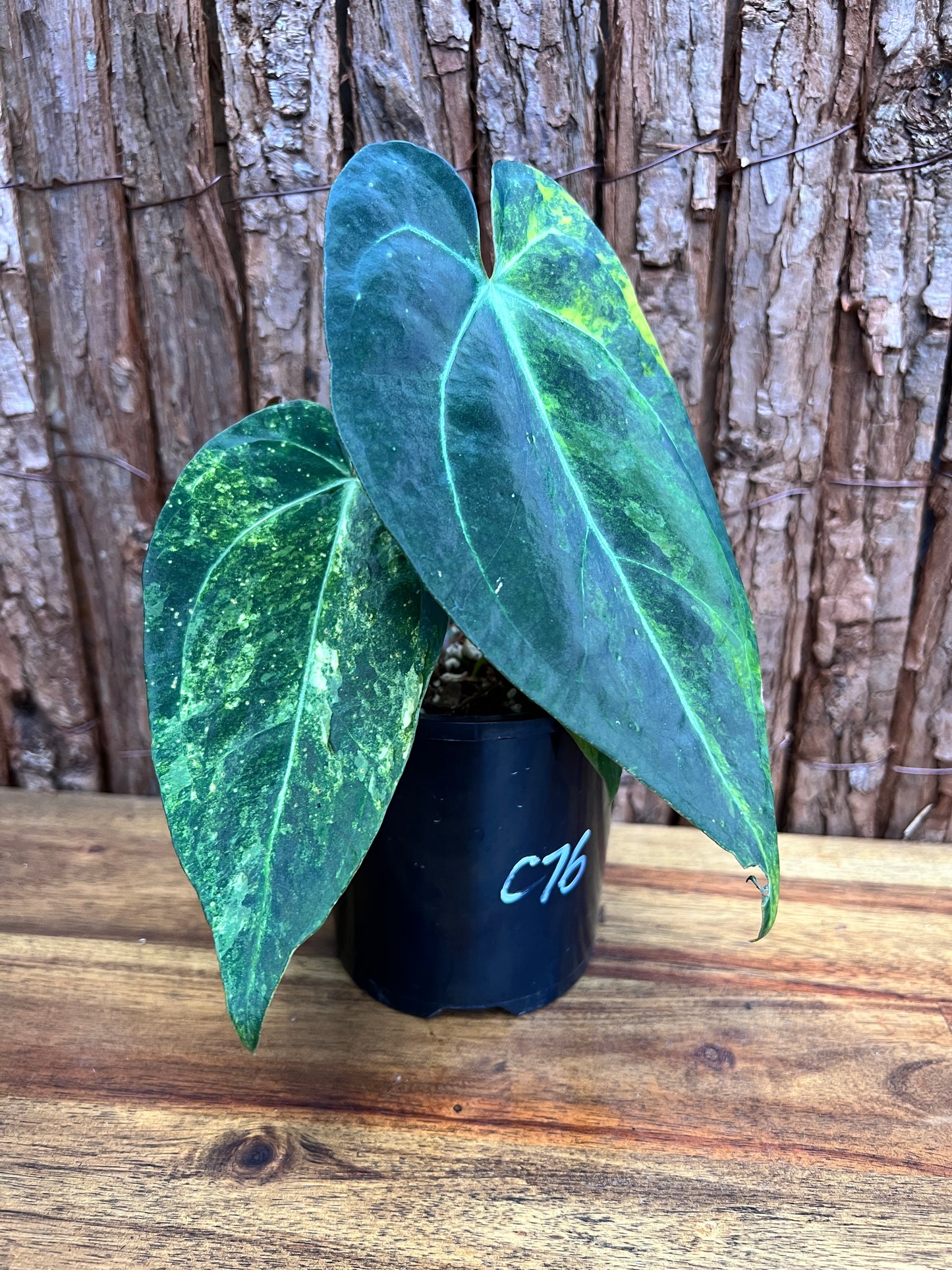 Anthurium Dark Variegated Forgetii Hyb. C76