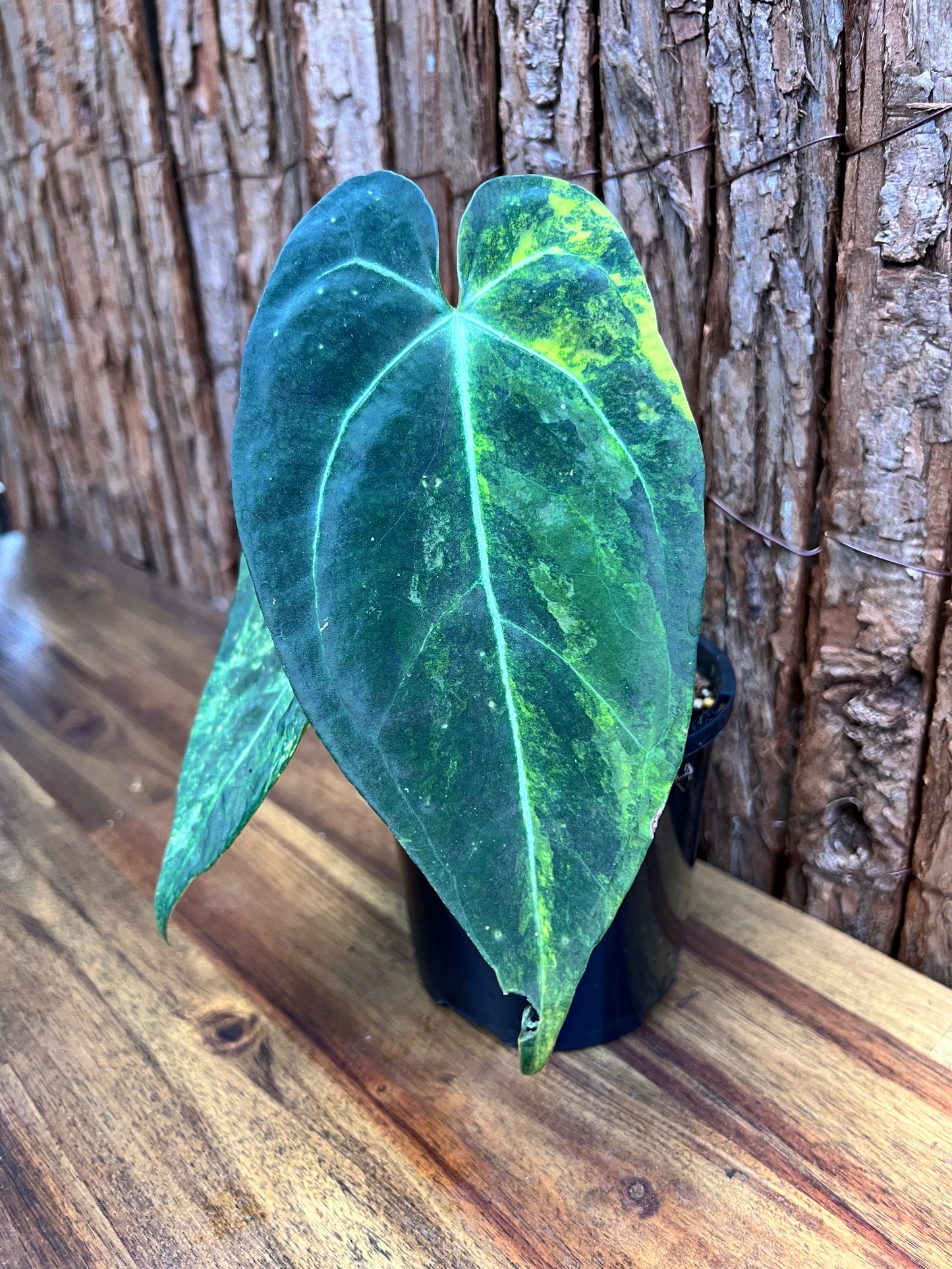 Anthurium Dark Variegated Forgetii Hyb. C76