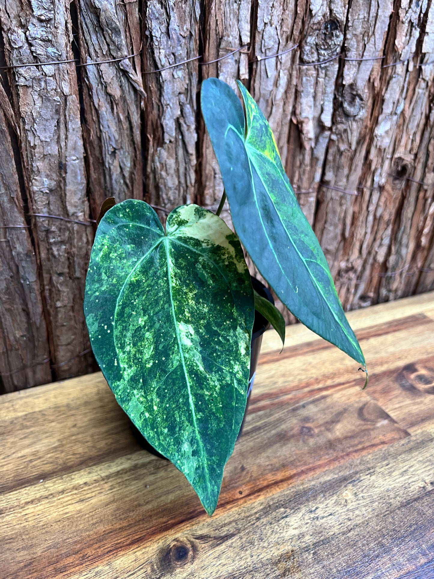 Anthurium Dark Variegated Forgetii Hyb. C76