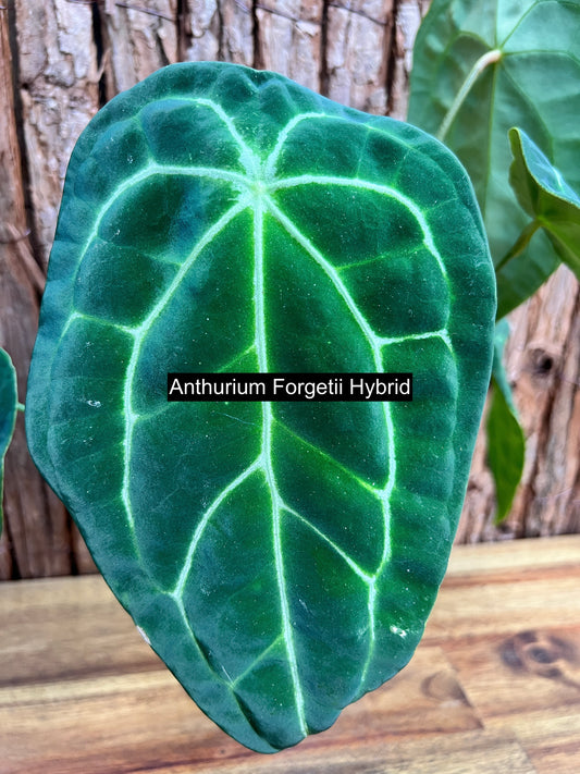 Anthurium Forgetii Hybrid C77