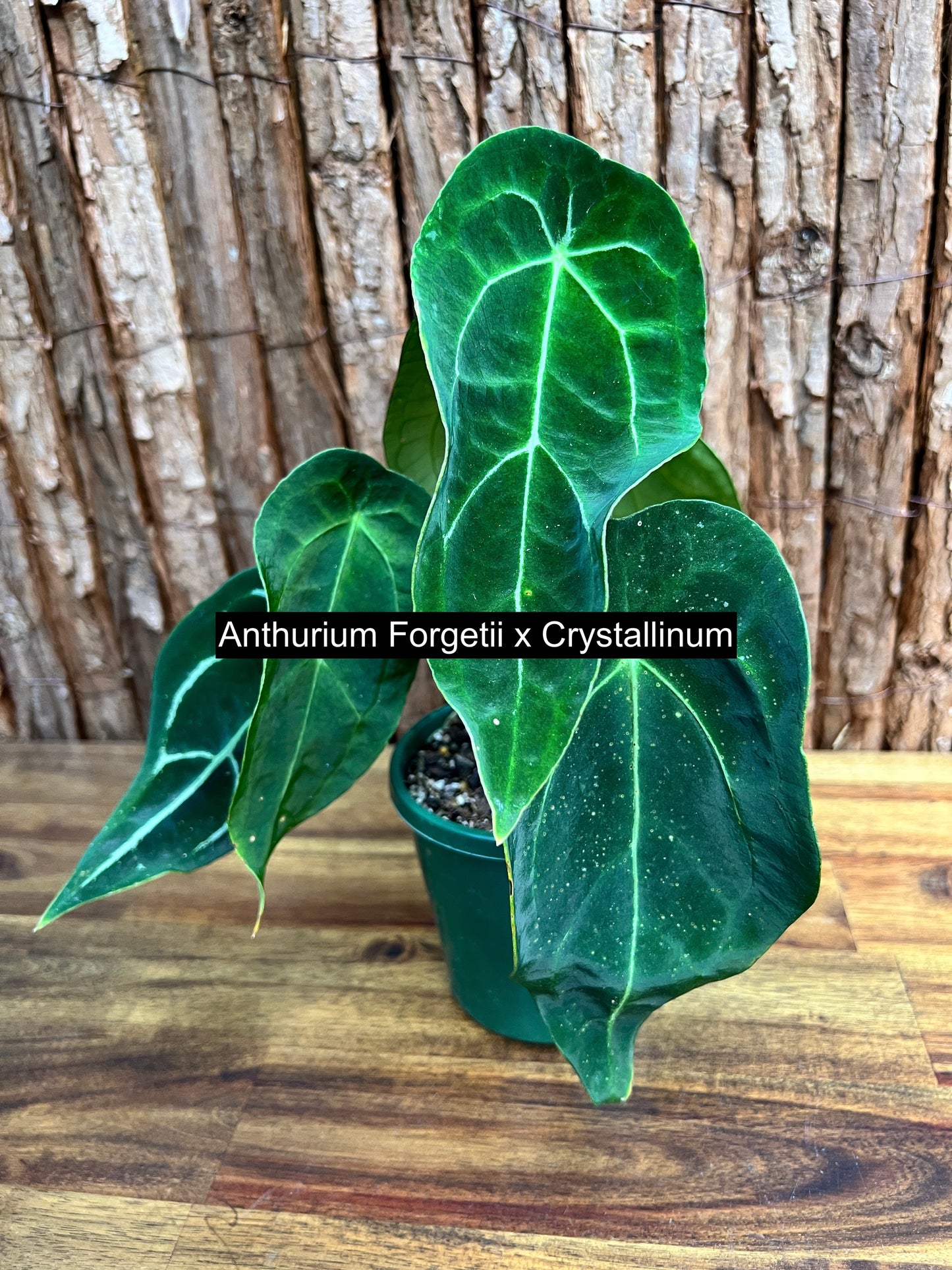 Anthurium Forgetii x Crystallinum C78