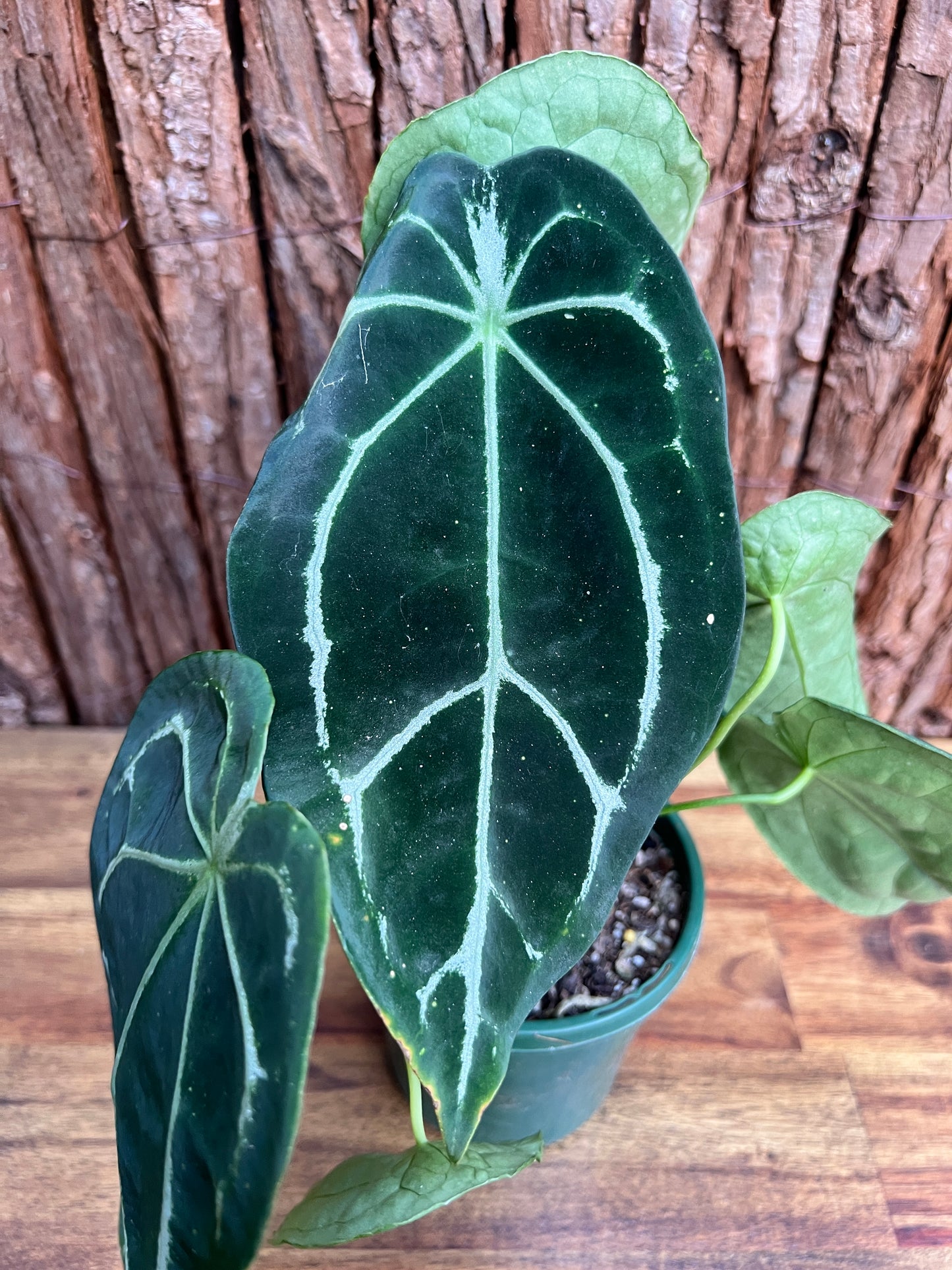 Anthurium Forgetii x Crystallinum C78