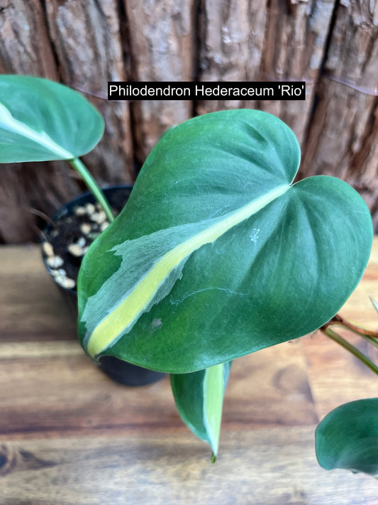 Philodendron hederaceum Rio C84