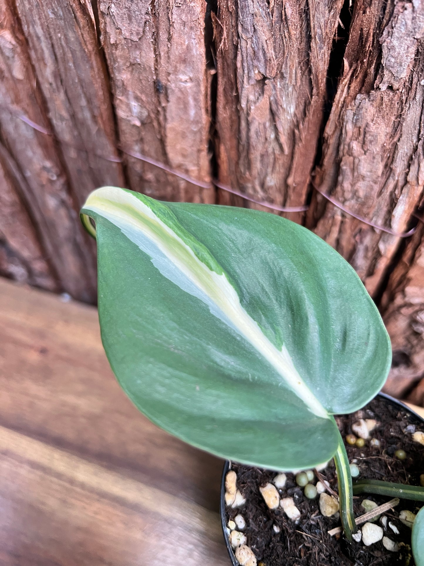 Philodendron hederaceum Rio C84