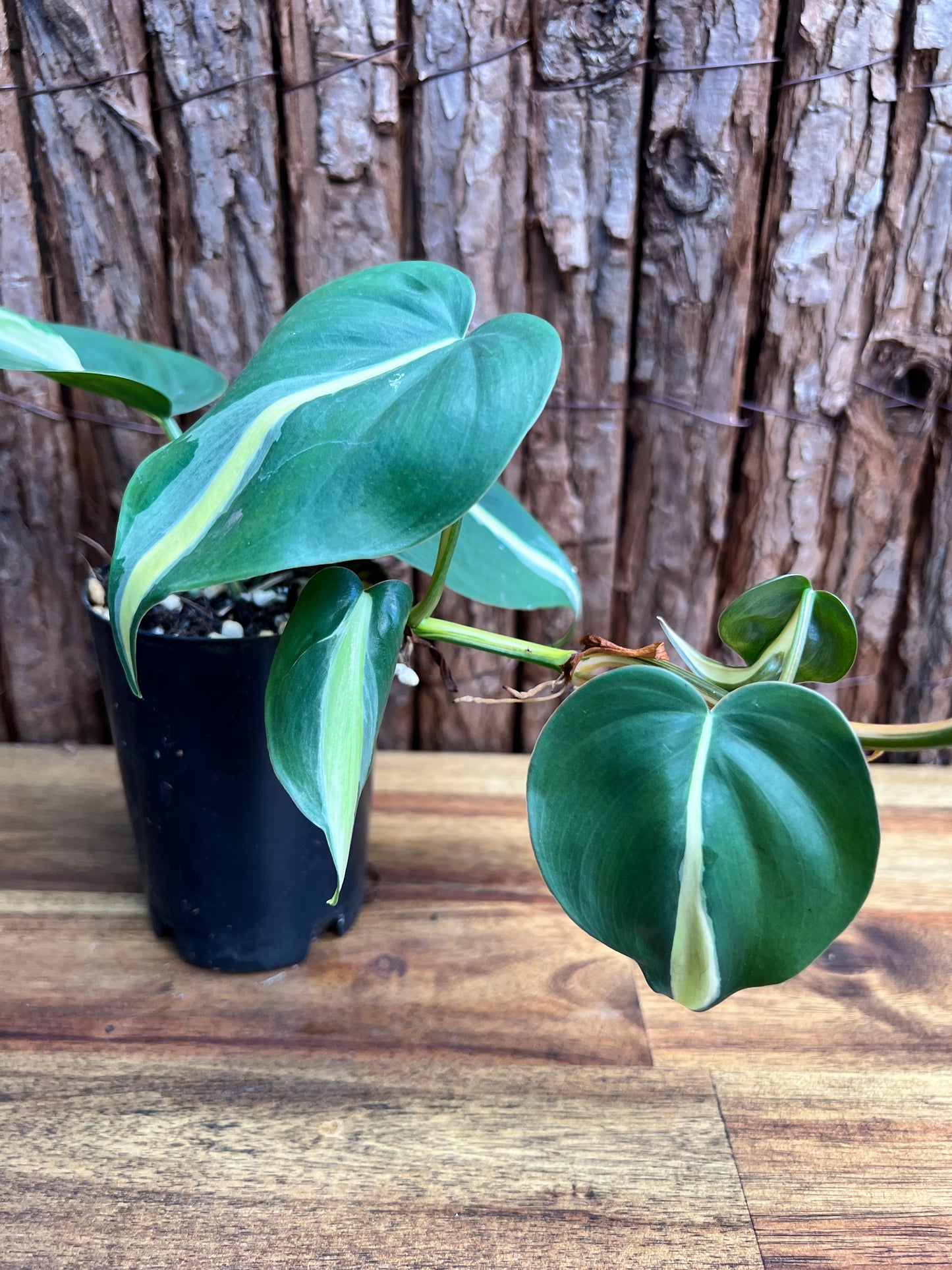 Philodendron hederaceum Rio C84