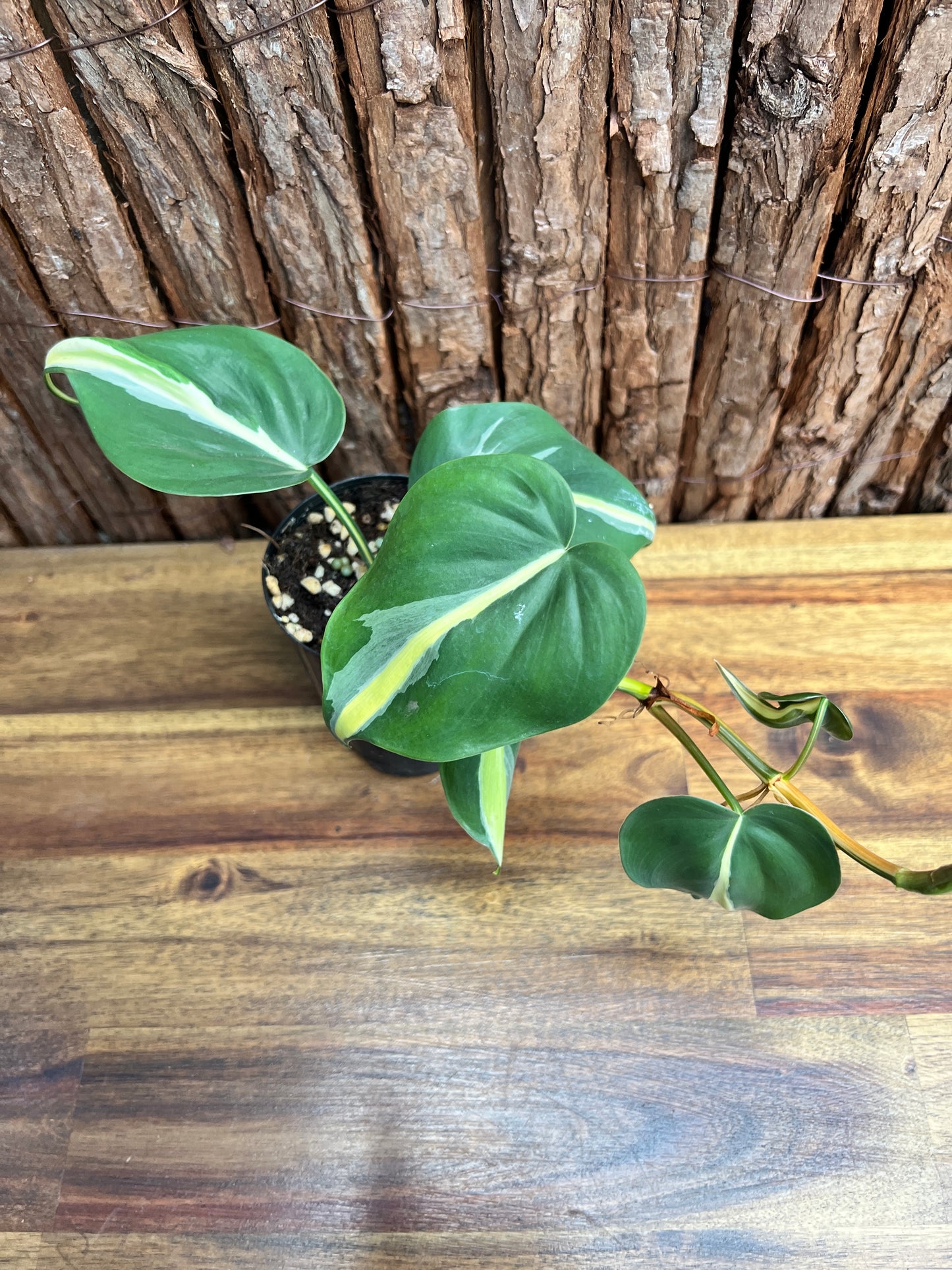 Philodendron hederaceum Rio C84