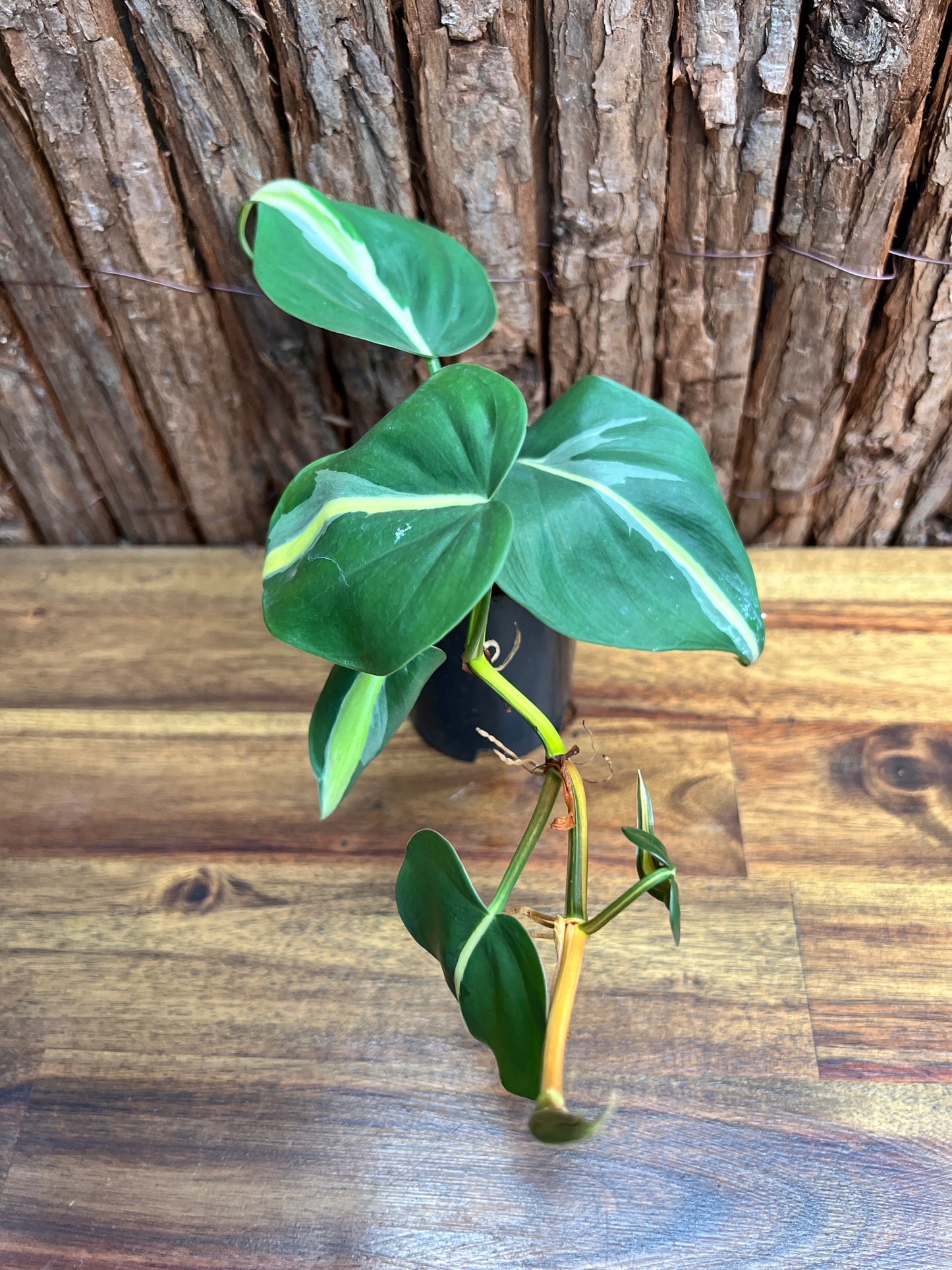 Philodendron hederaceum Rio C84