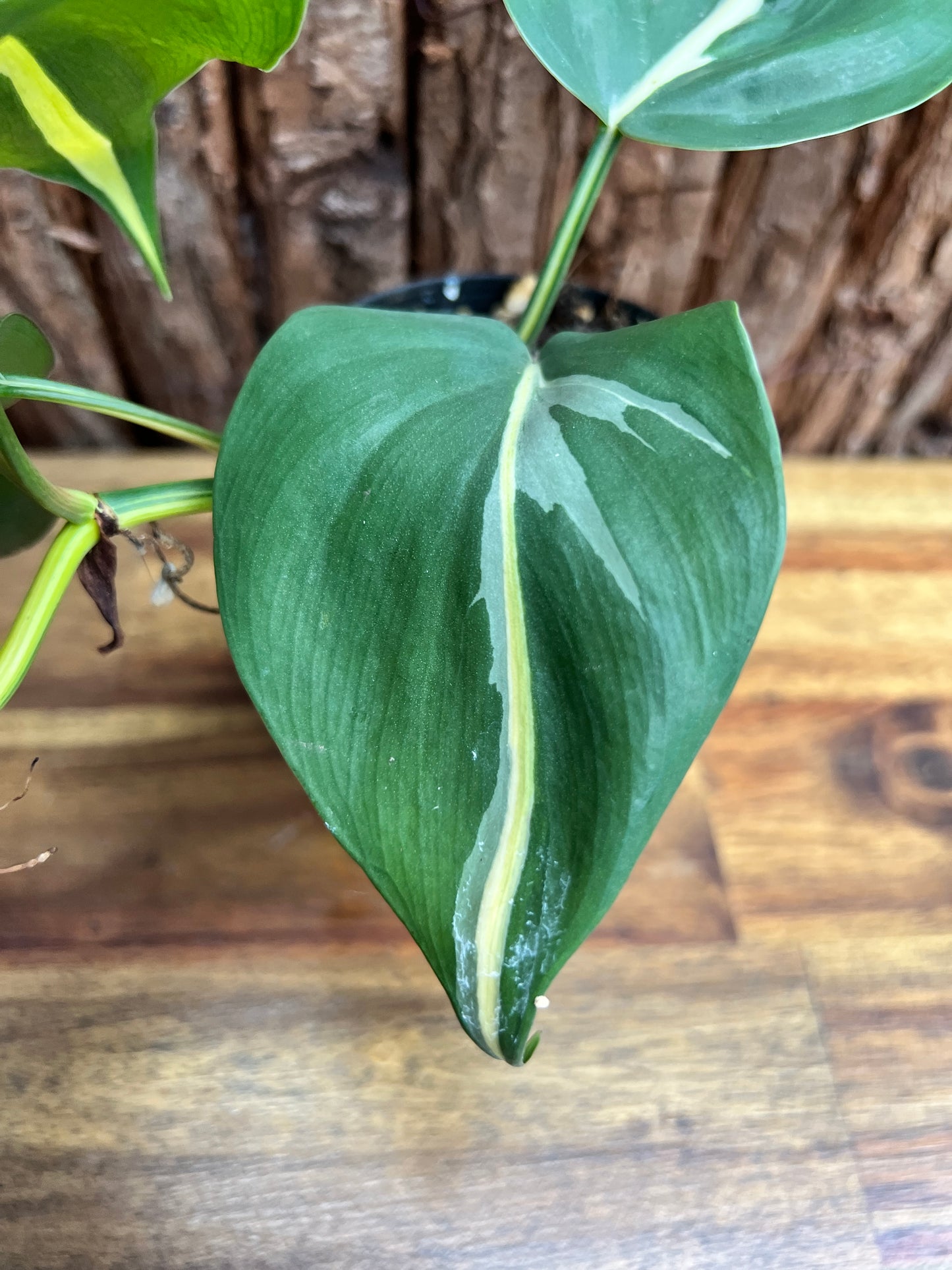 Philodendron hederaceum Rio C84