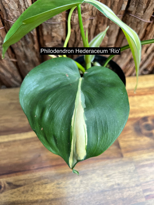 Philodendron hederaceum Rio C85