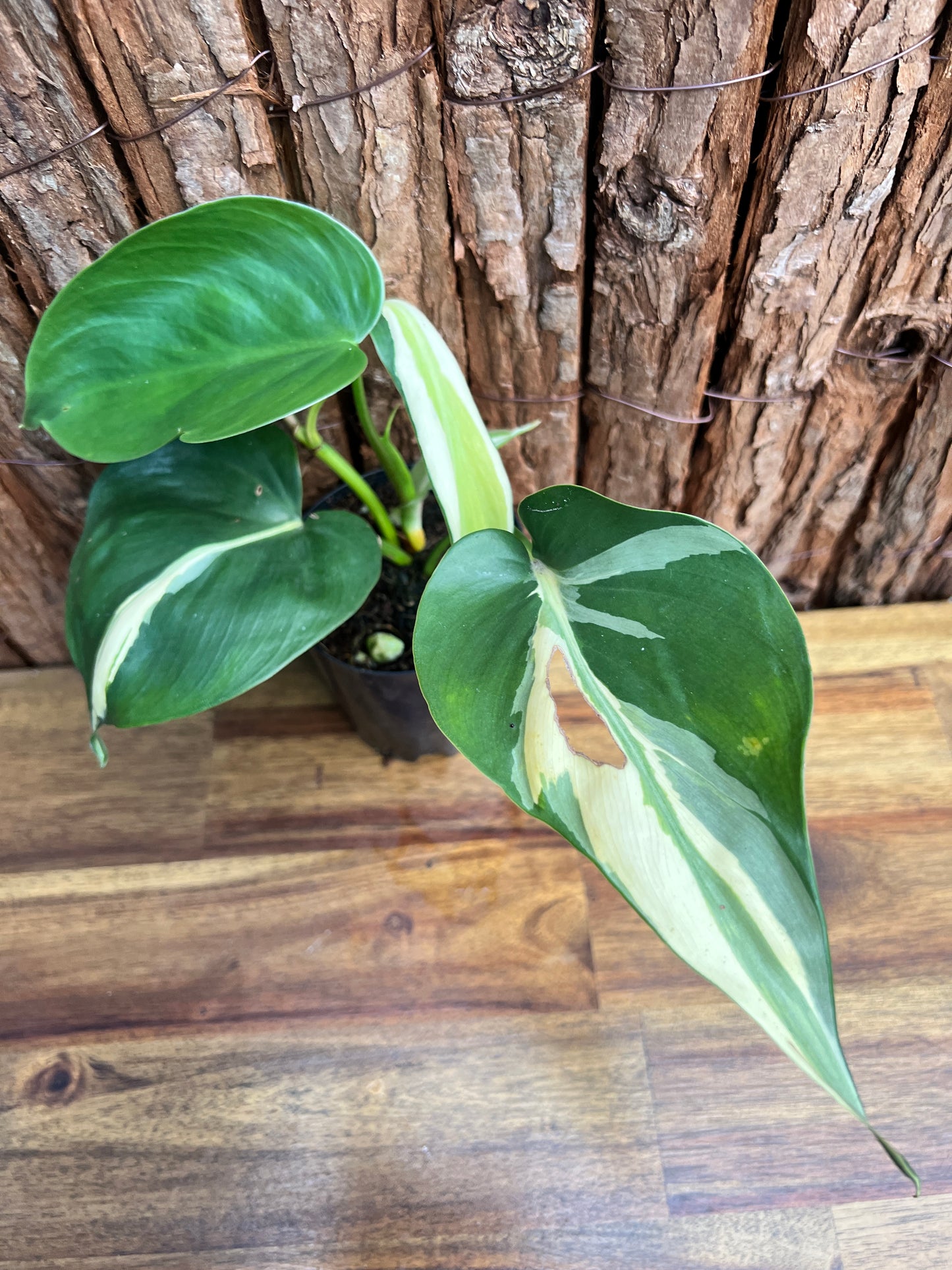 Philodendron hederaceum Rio C85