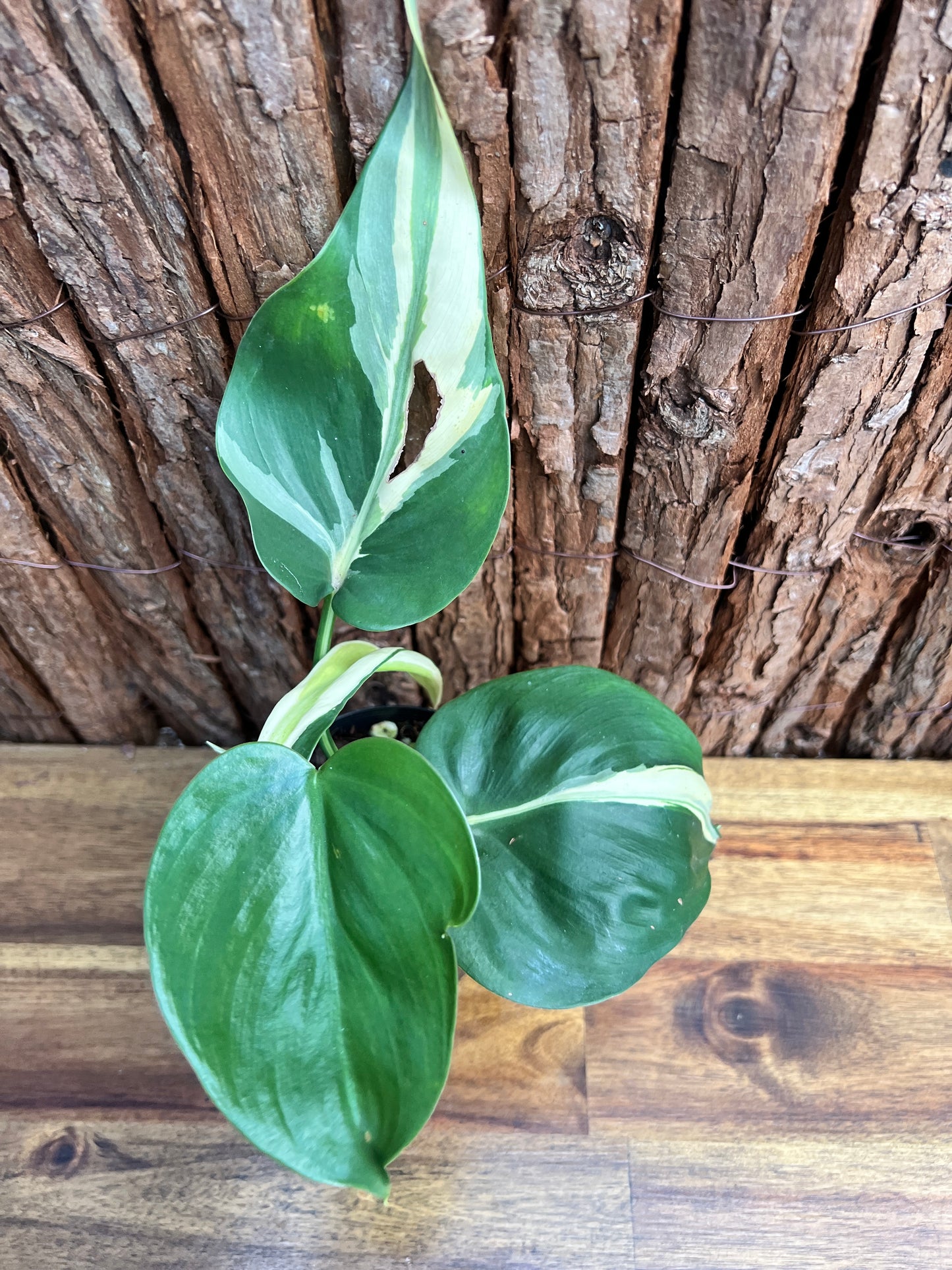 Philodendron hederaceum Rio C85