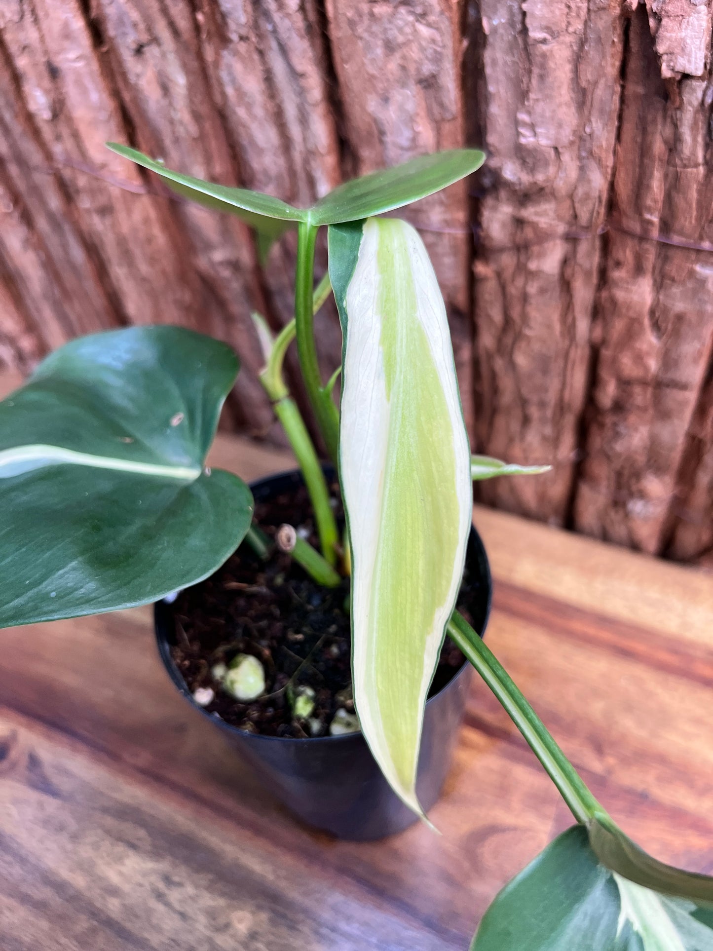 Philodendron hederaceum Rio C85