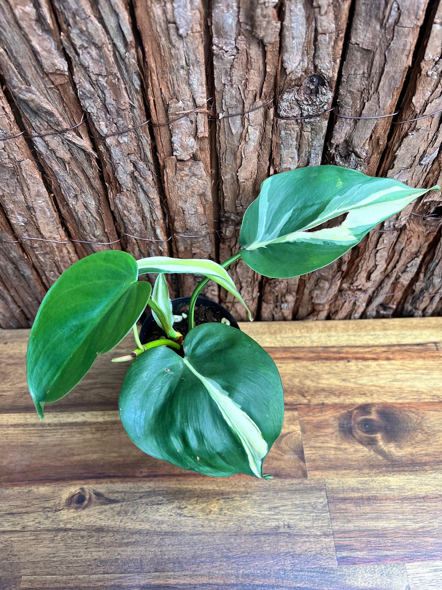 Philodendron hederaceum Rio C85