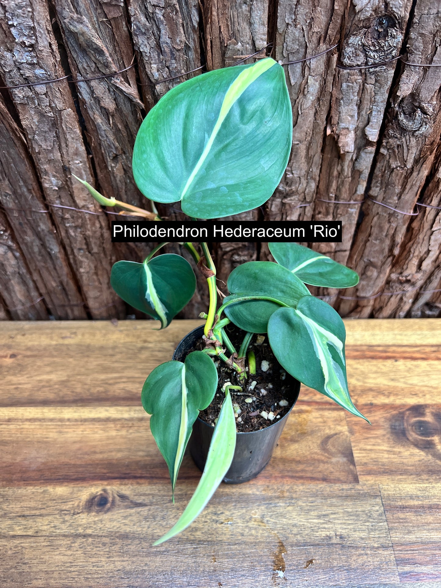 Philodendron hederaceum Rio C86