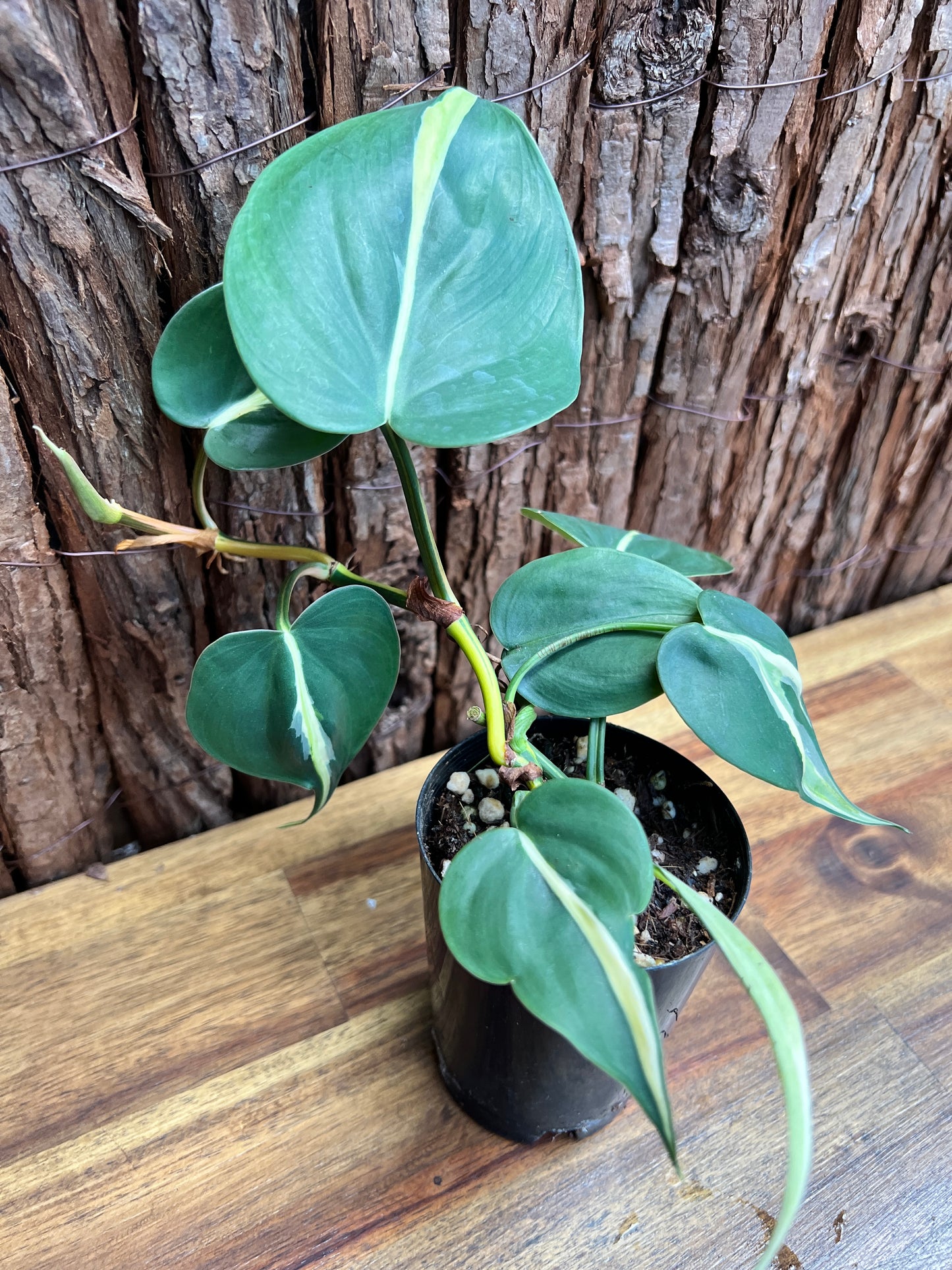 Philodendron hederaceum Rio C86