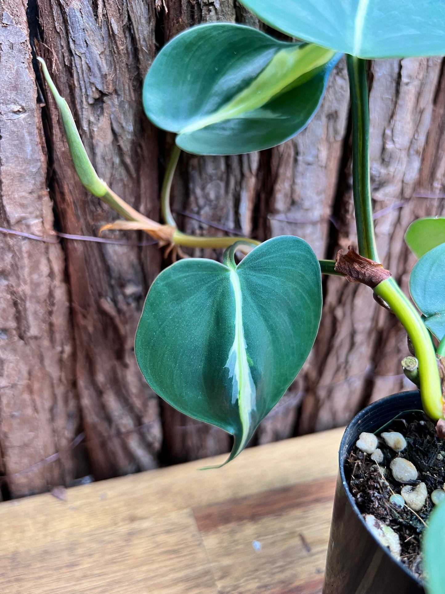 Philodendron hederaceum Rio C86