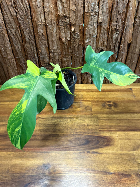 Philodendron Florida Beauty J65