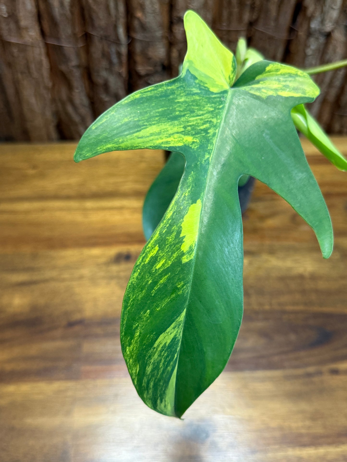 Philodendron Florida Beauty J65