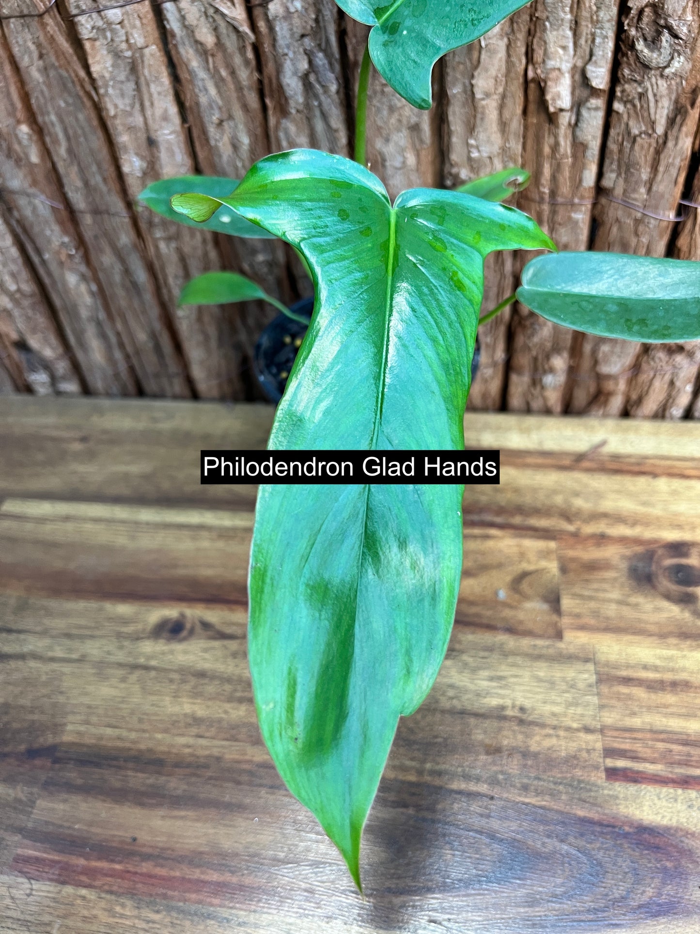 Philodendron Glad Hands - New Release C90