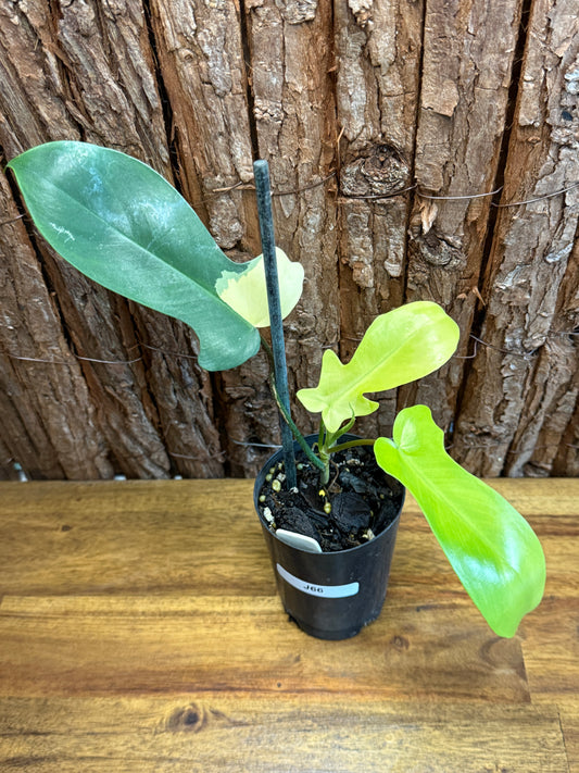 Philodendron Florida Beauty J66