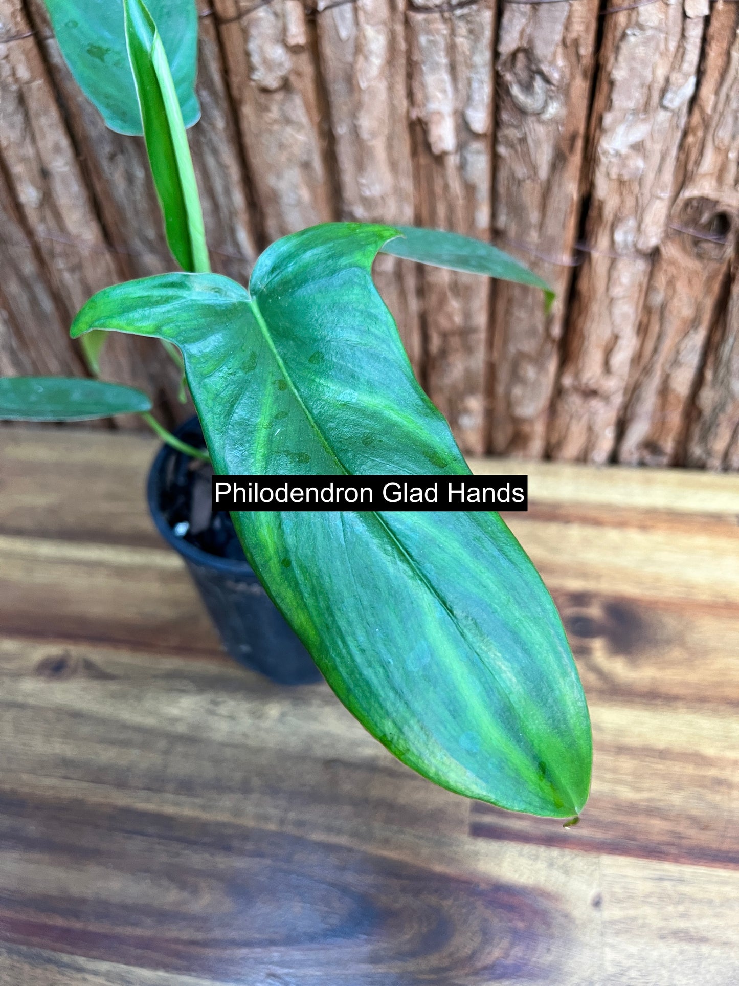 Philodendron Glad Hands - New Release C91