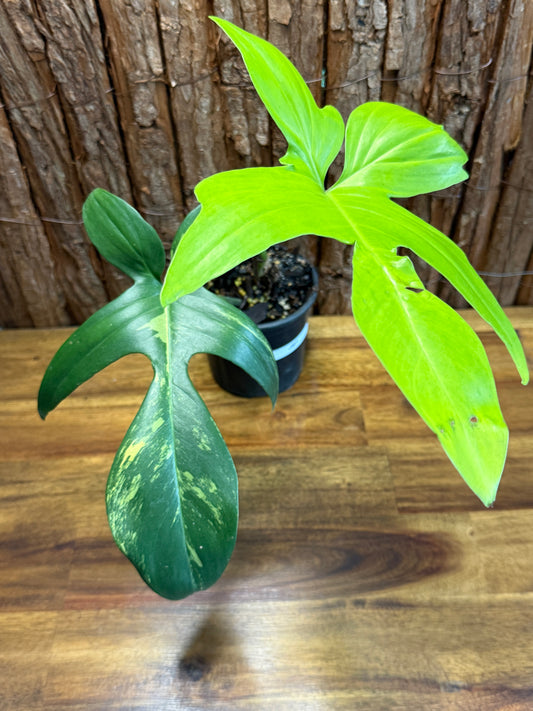 Philodendron Florida Beauty J67