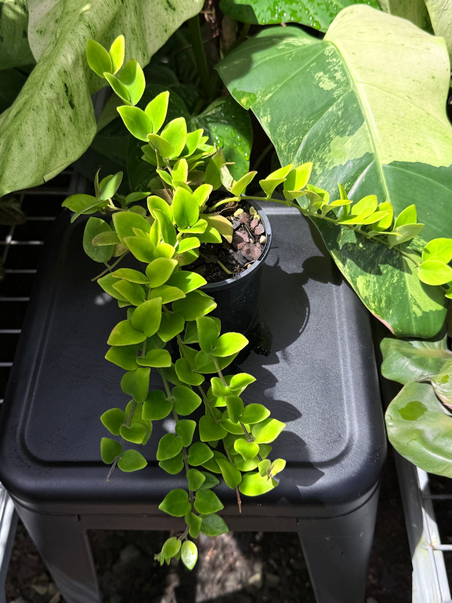 Aeschynanthus 'Lipstick Tricolor' - Best Plant in Stock.