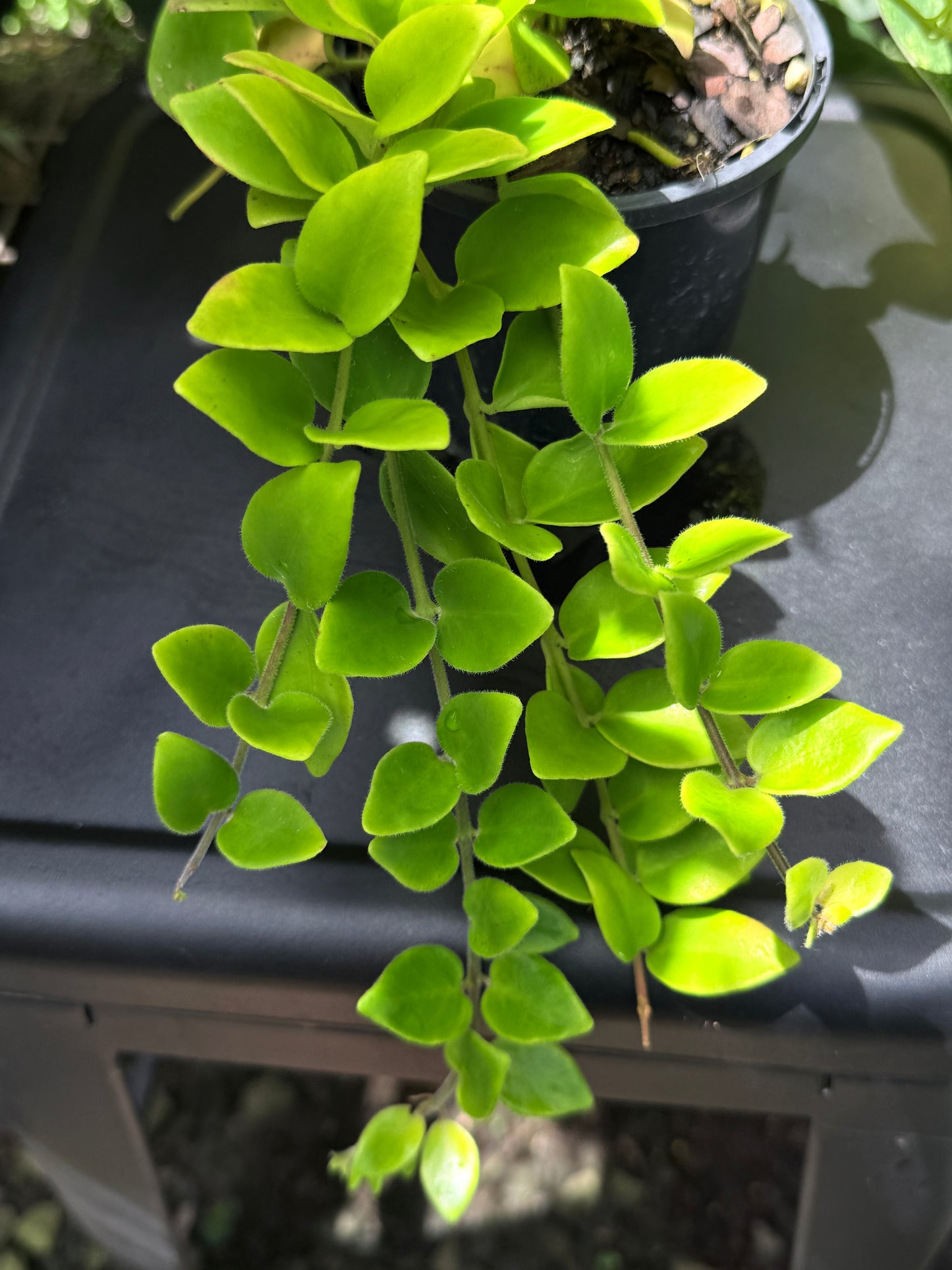 Aeschynanthus 'Lipstick Tricolor' - Best Plant in Stock.