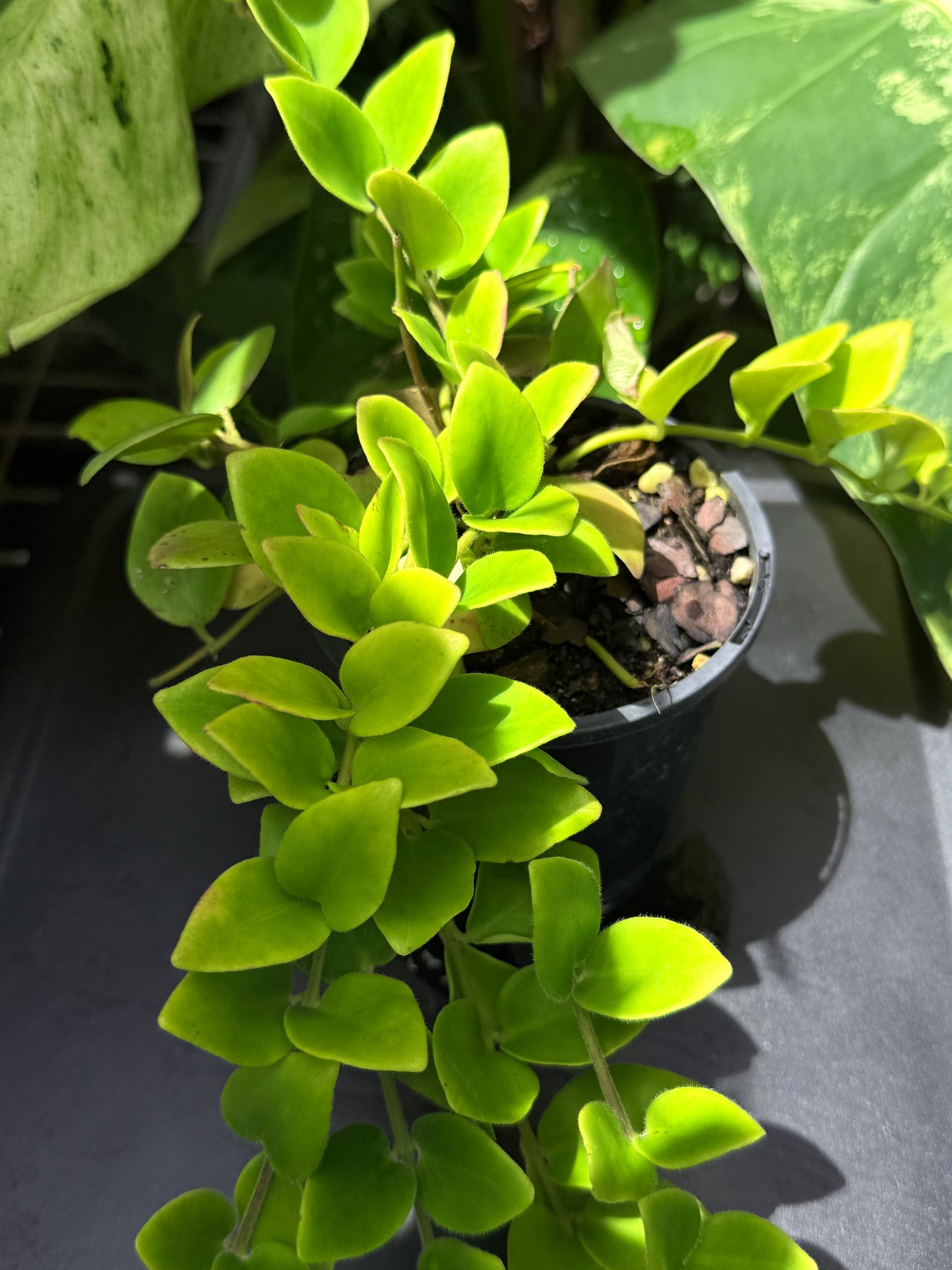 Aeschynanthus 'Lipstick Tricolor' - Best Plant in Stock.