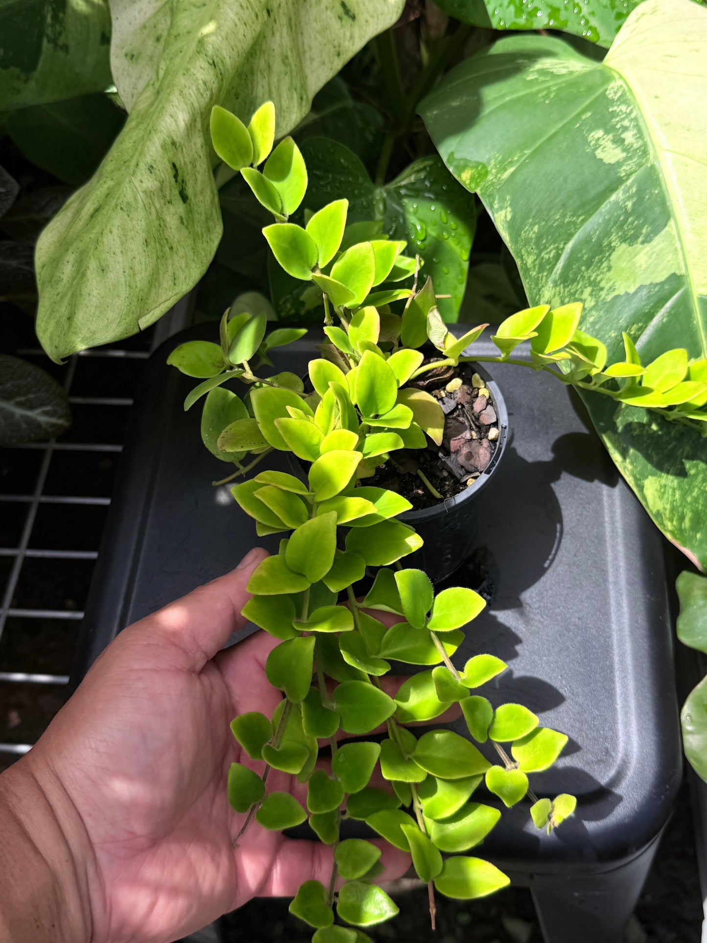 Aeschynanthus 'Lipstick Tricolor' - Best Plant in Stock.