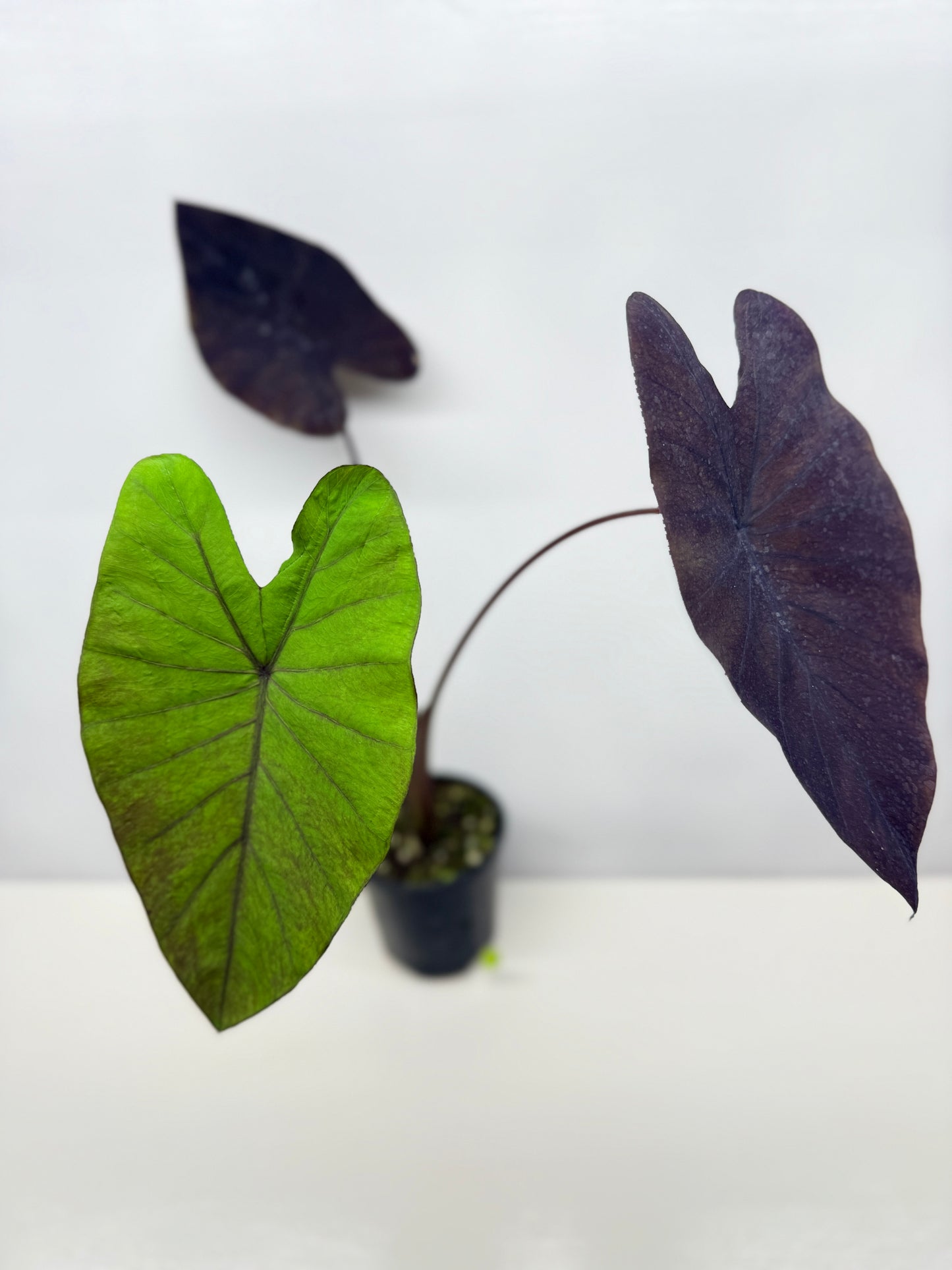 Colocasia Streak-Back - Large Y35